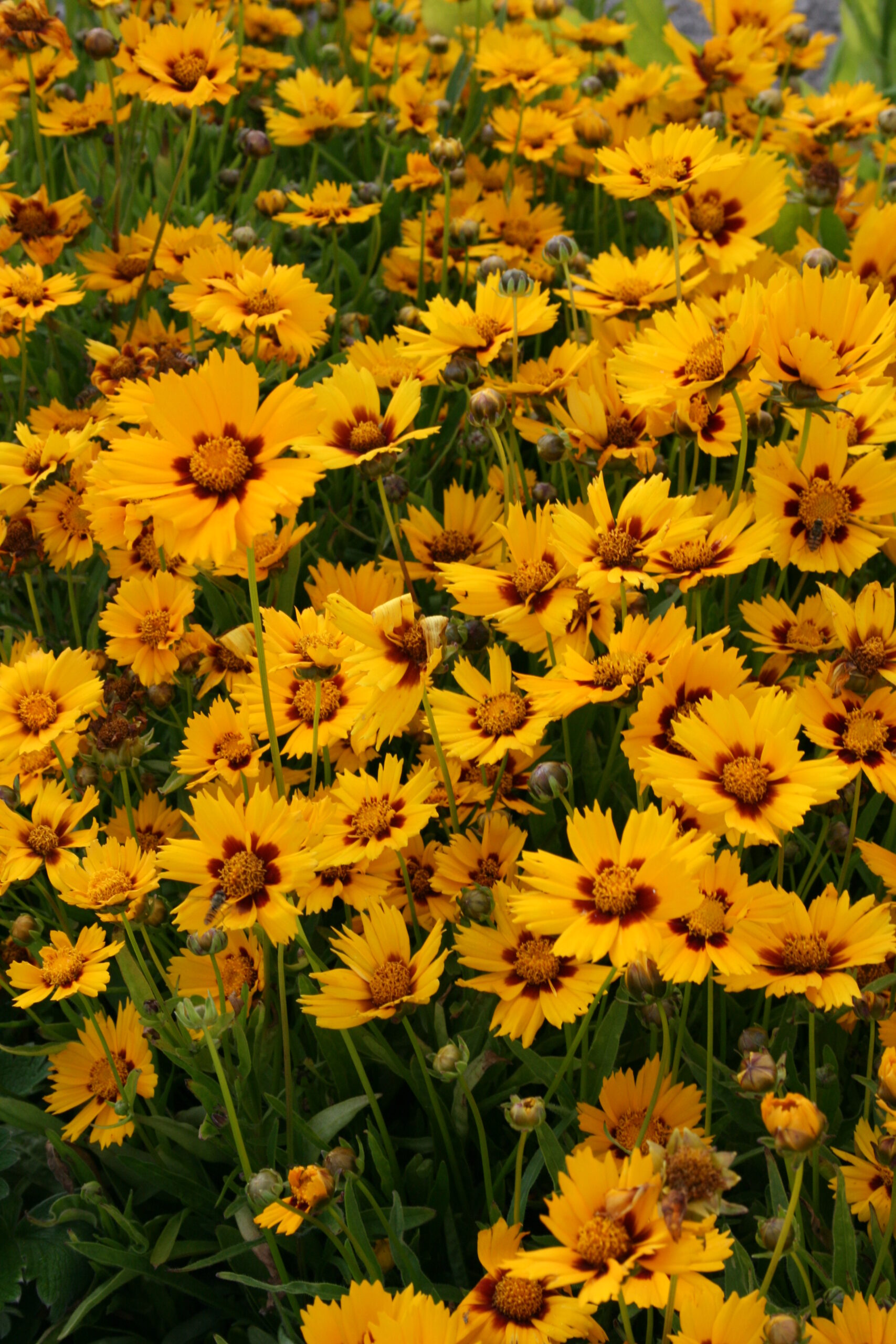 coreopsis_grandiflora_sonnenkind_baby_sun_SS_001.jpeg
