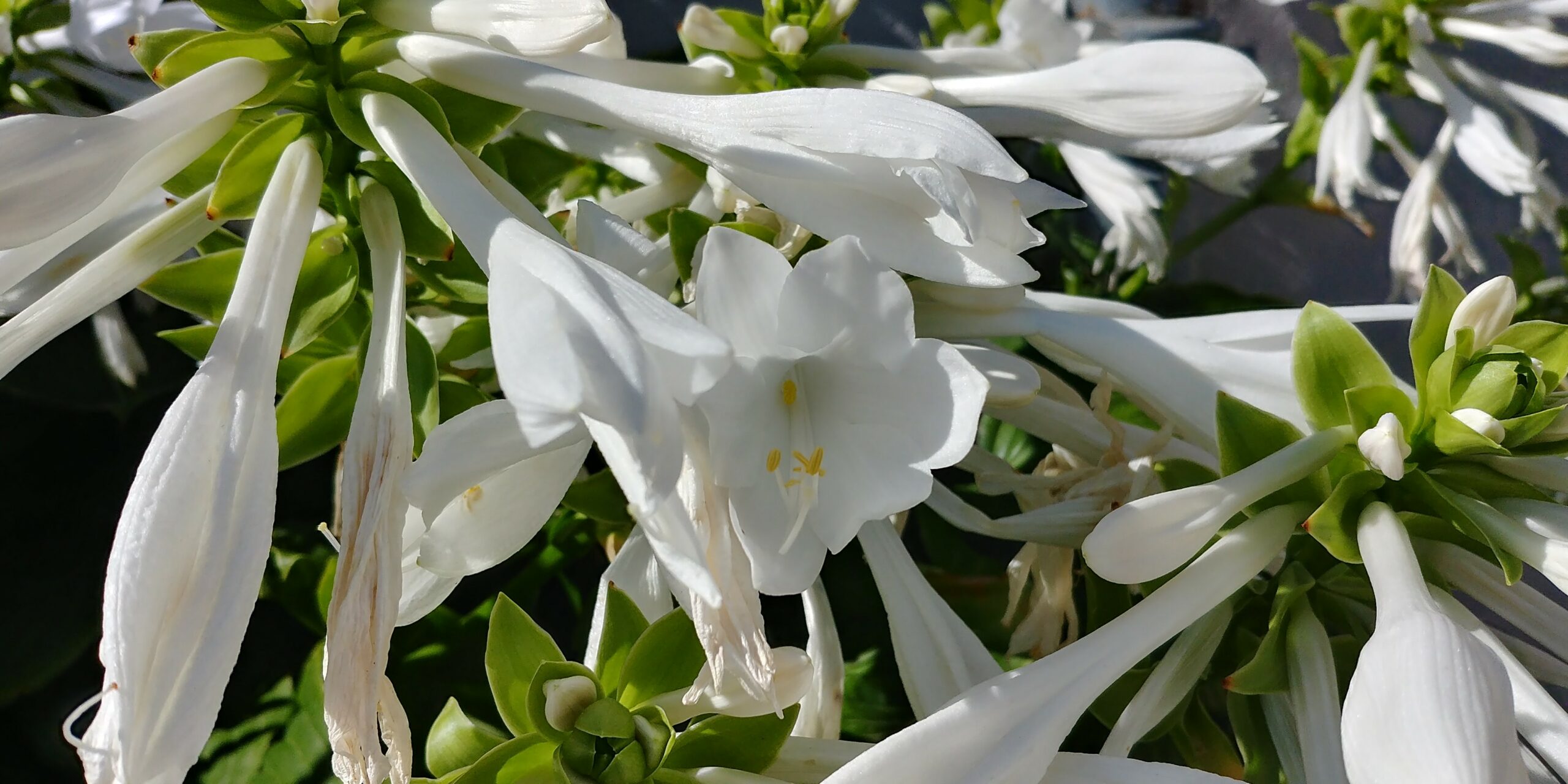 hosta_plantaginea_grandiflora_XS_003.jpeg