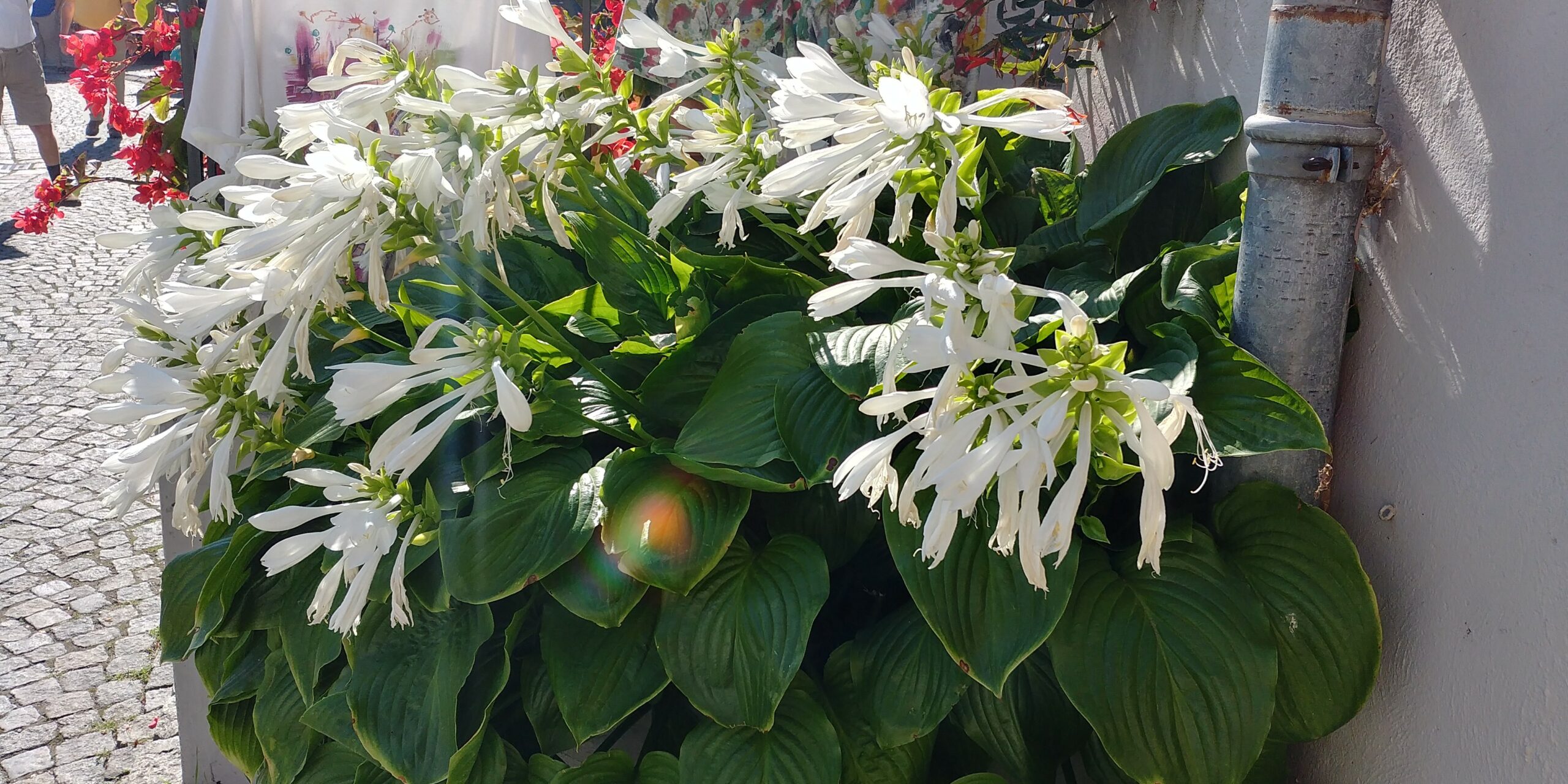 hosta_plantaginea_grandiflora_XS_004.jpeg