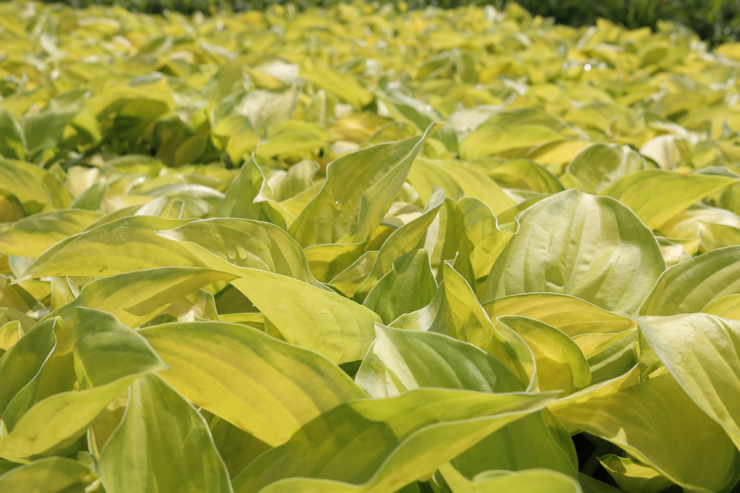 hosta_plantaginea_stained_glass_XS_002.jpeg