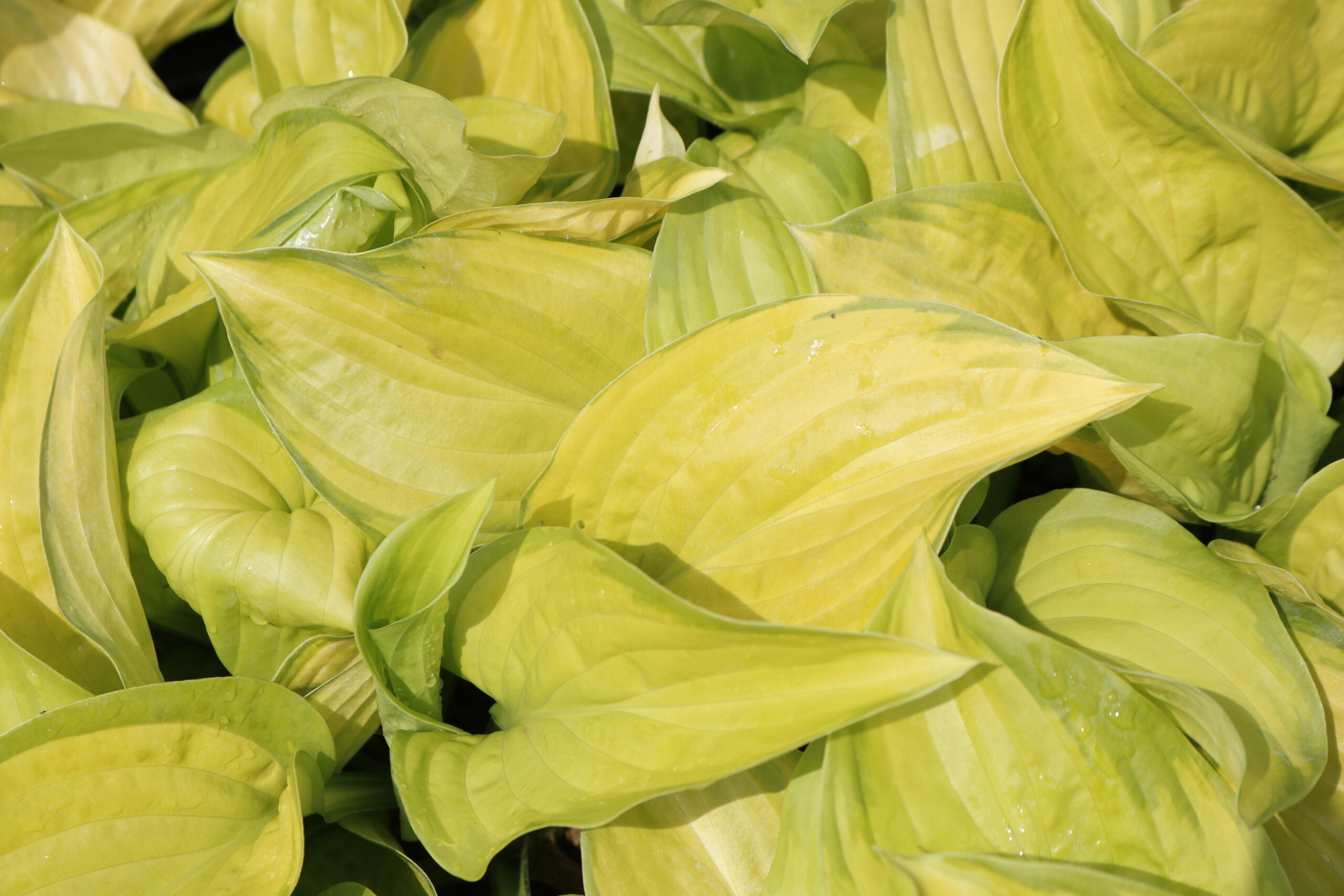 hosta_plantaginea_stained_glass_XS_003.jpeg