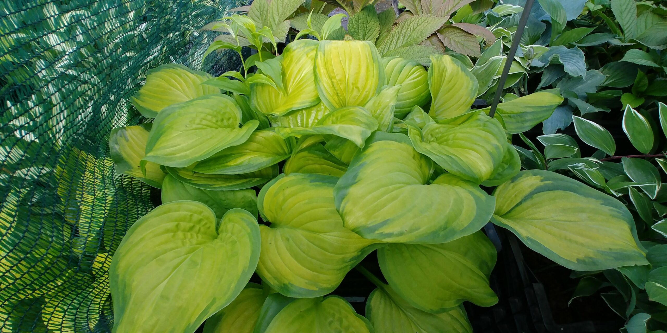 hosta_plantaginea_stained_glass_XS_004.jpeg