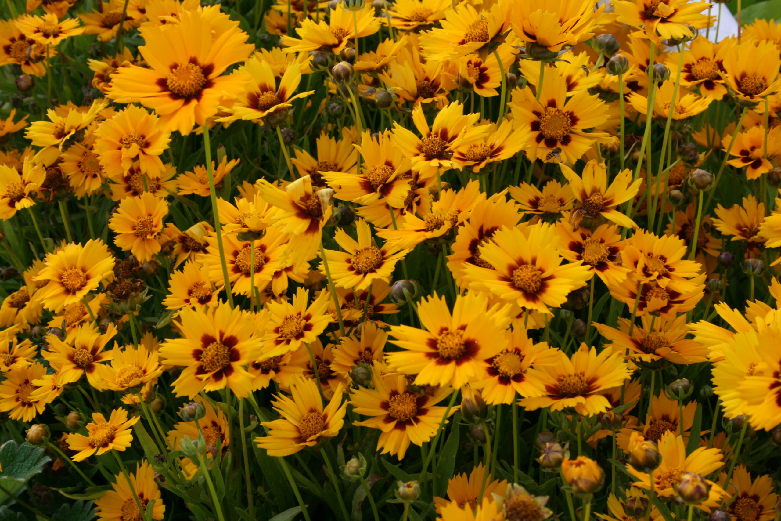 coreopsis_grandiflora_sonnenkind_baby_sun_SS_002.jpeg