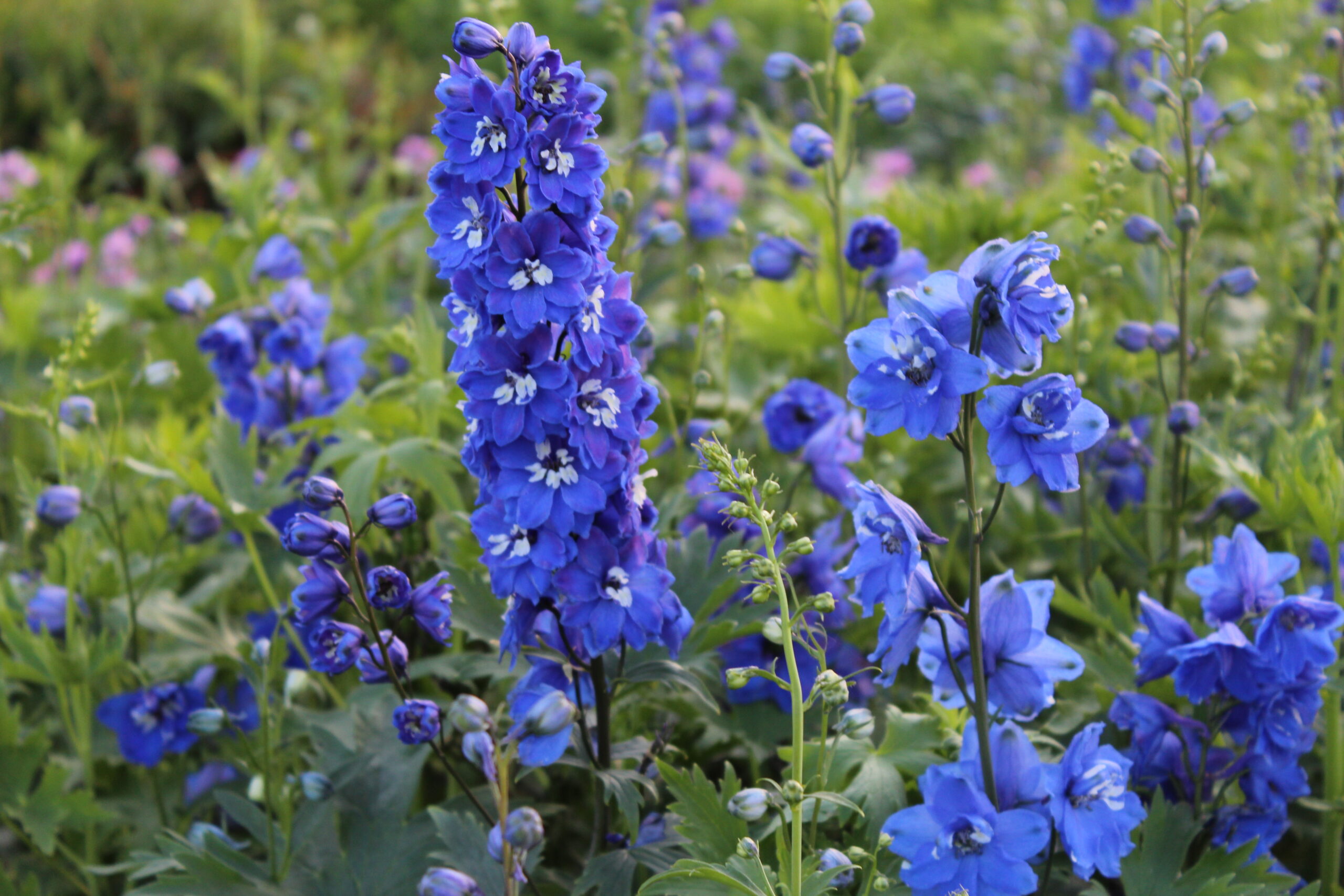 delphinium_cultorum_magic_fountain_himmelblau_m_weisser_biene_SS_001.jpeg
