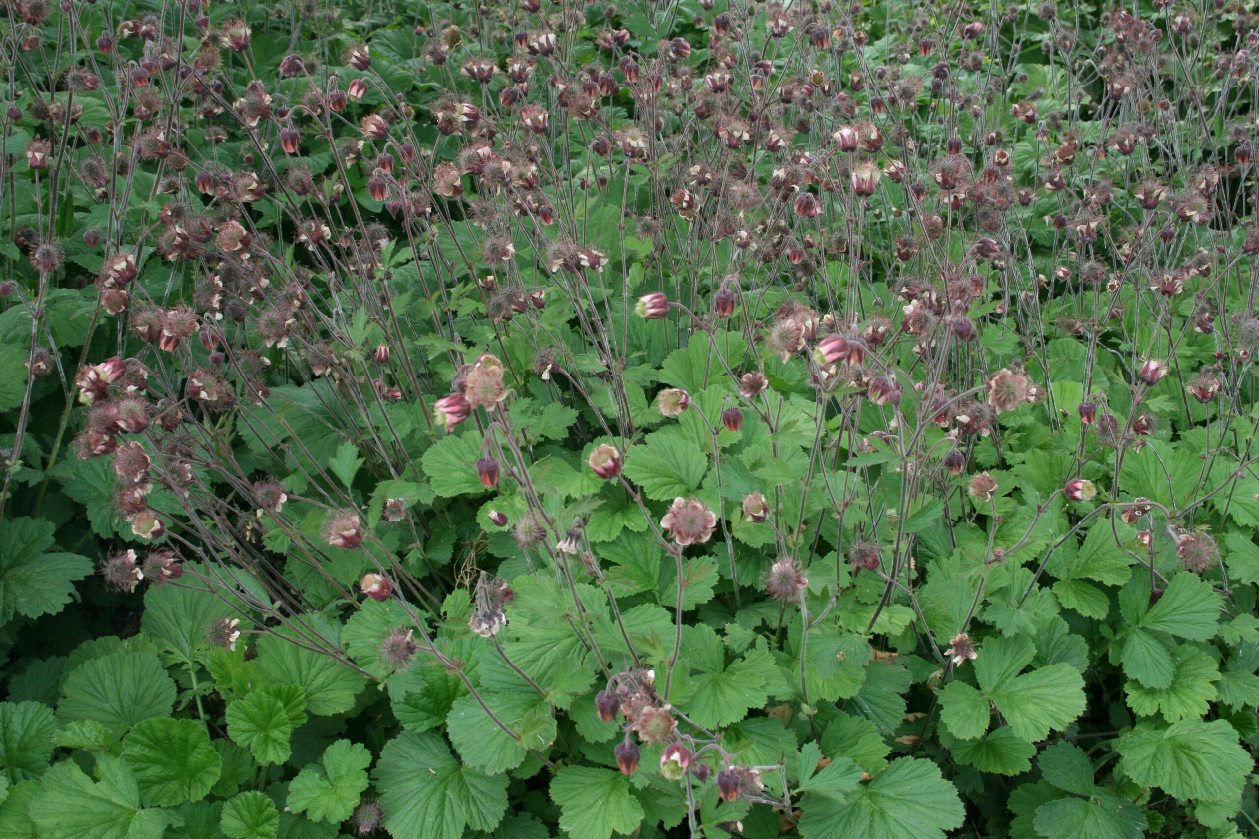 Geum Rivale Foerster Stauden GmbH