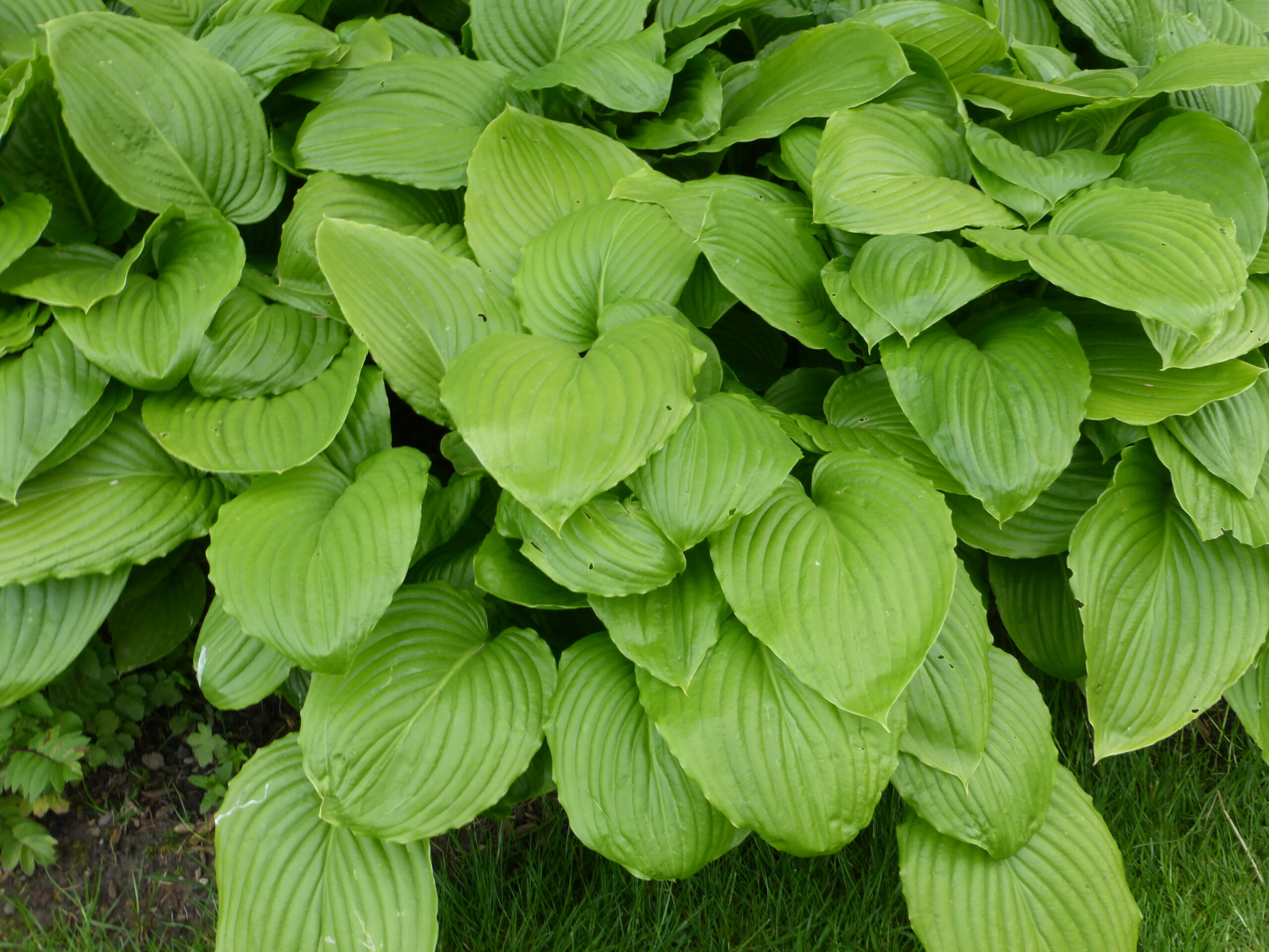 hosta_plantaginea_grandiflora_SS_001.jpeg