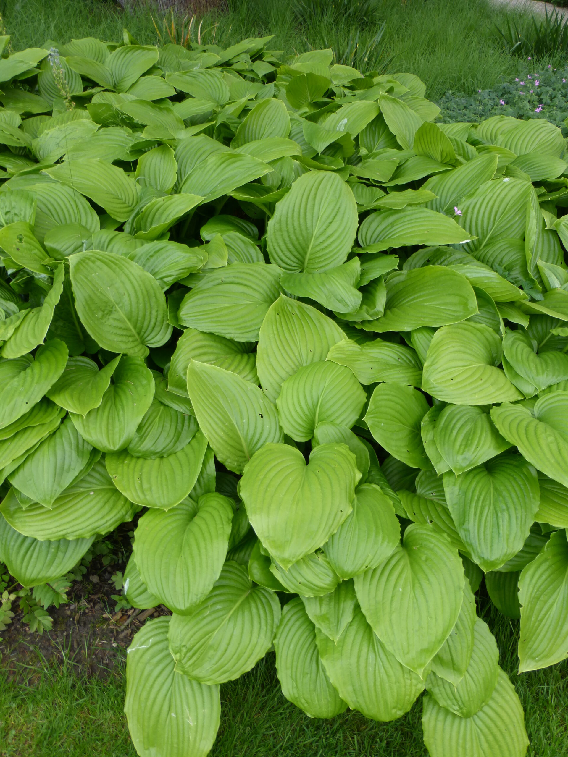 hosta_plantaginea_grandiflora_SS_002.jpeg