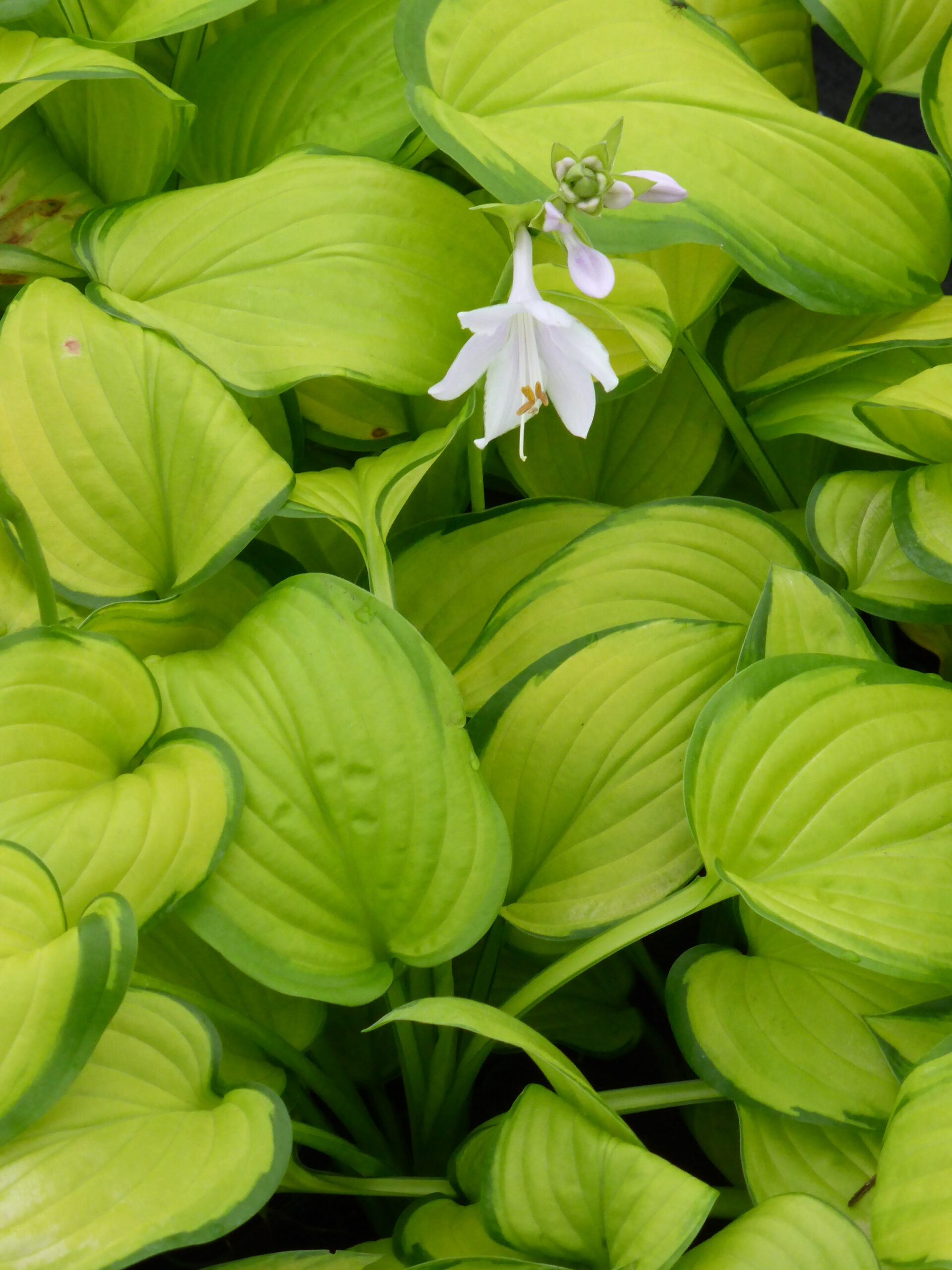 hosta_plantaginea_stained_glass_SS_001.jpeg