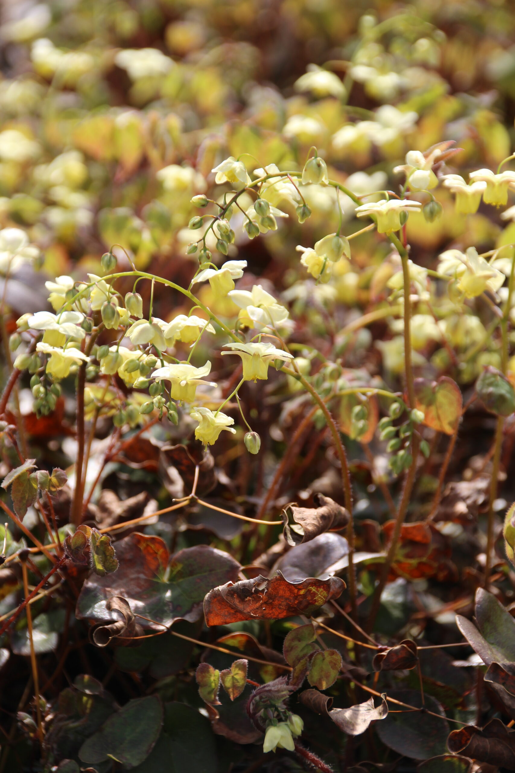 1801_epimedium_versicolor_sulphureum_SS_002.jpeg
