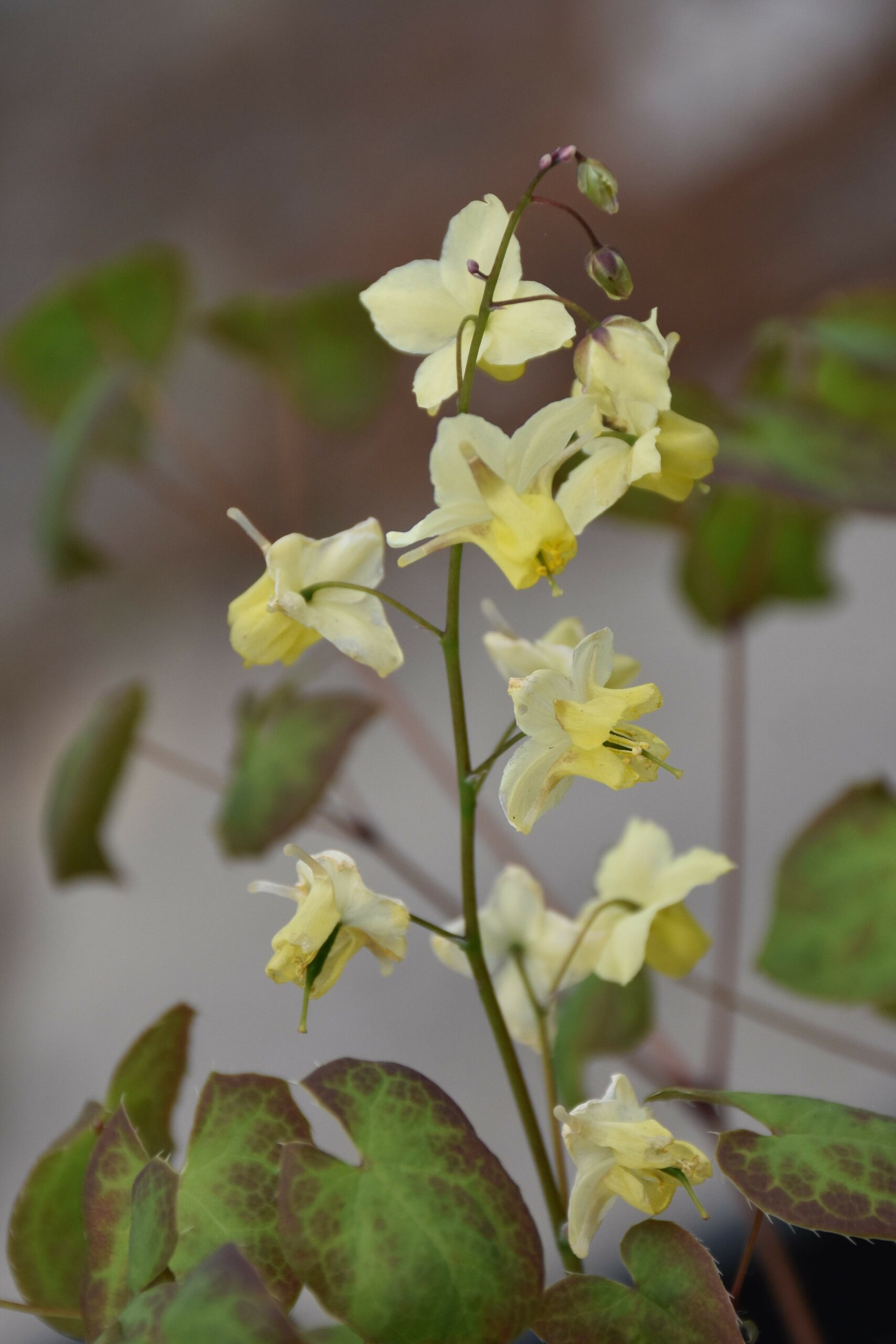 1803_epimedium_versicolor_sulphureum_XS_004.jpeg