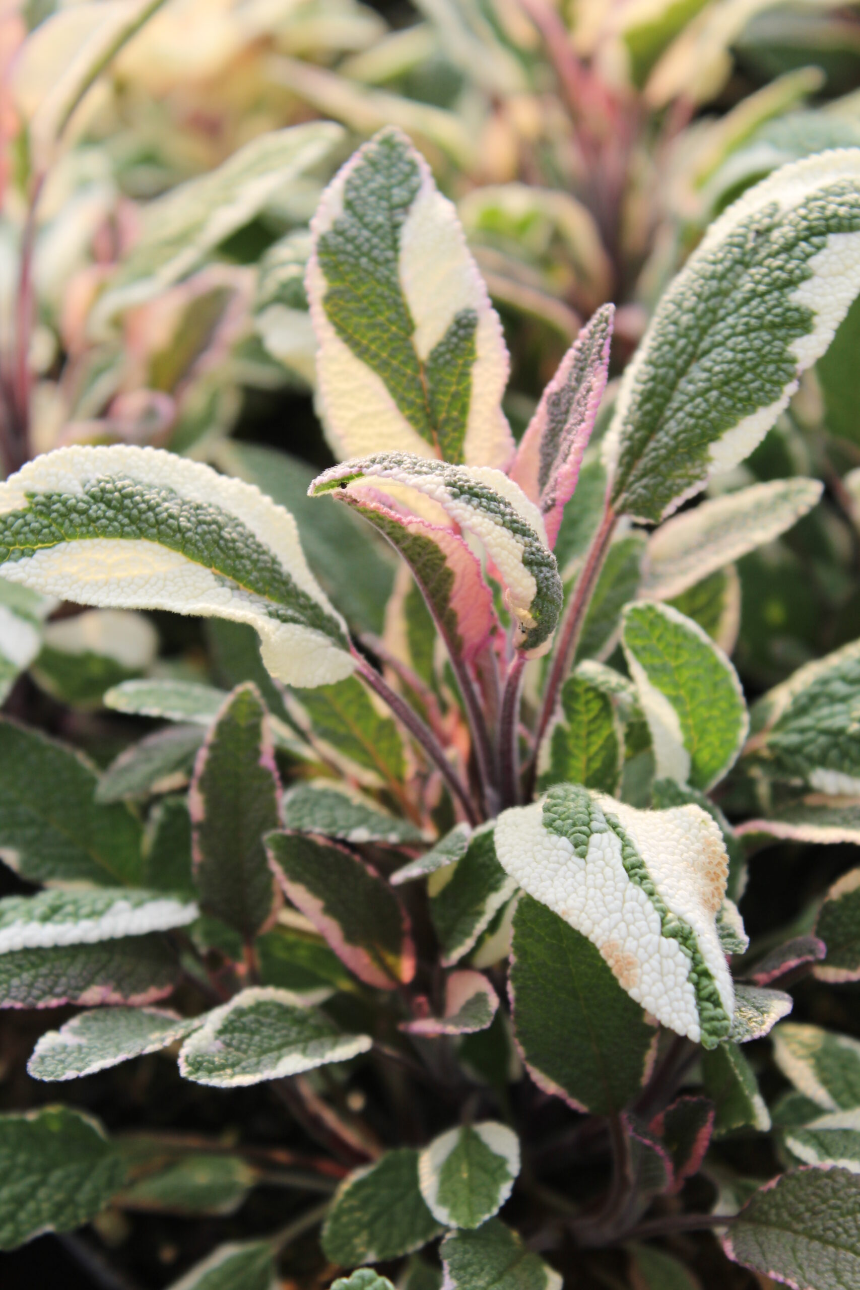 4071_salvia_officinalis_tricolor_SS_002.jpeg
