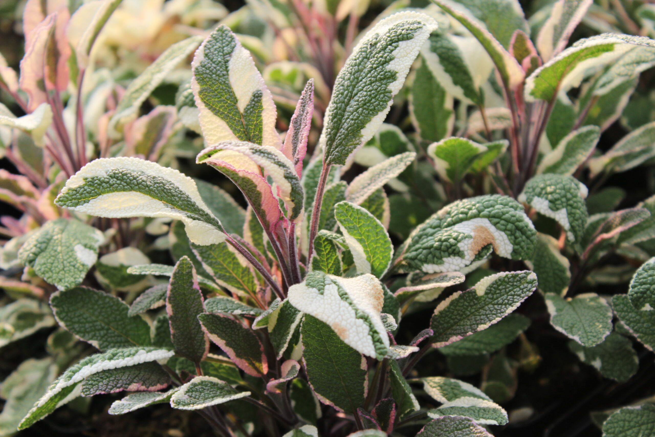 4072_salvia_officinalis_tricolor_SS_003.jpeg
