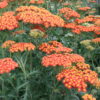 55+ Foerster-Stauden Gmbh, Achillea millefolium &#039;cerise queen