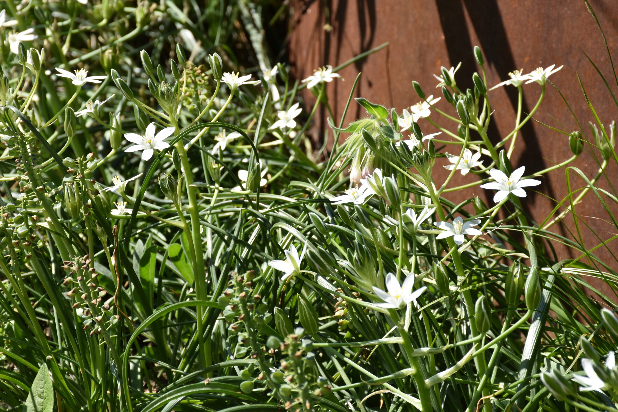 11691_ornithogalum_umbellatum_XS_003.jpg