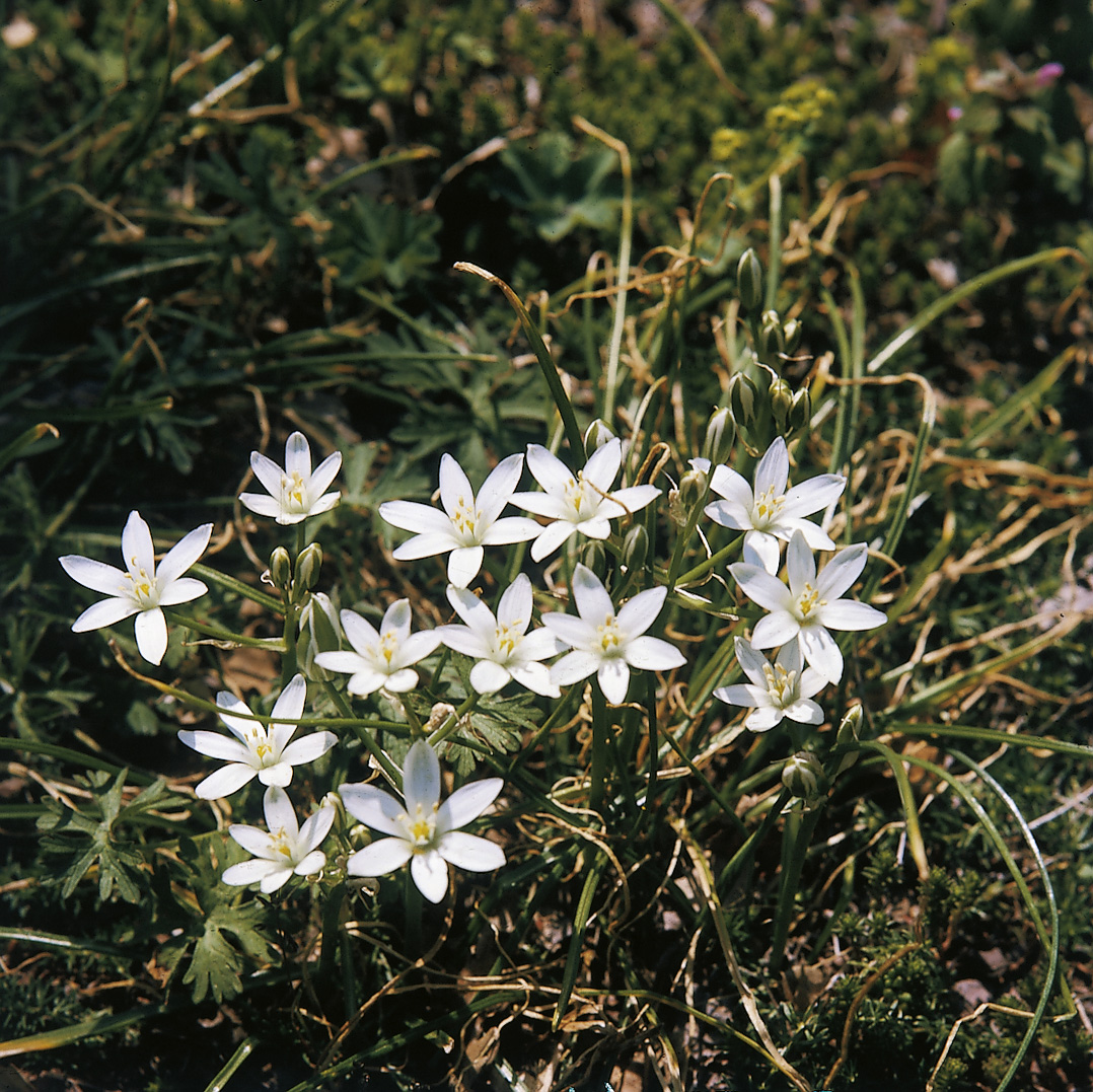 6410_ornithogalum_umbellatum_ZK_001.jpeg