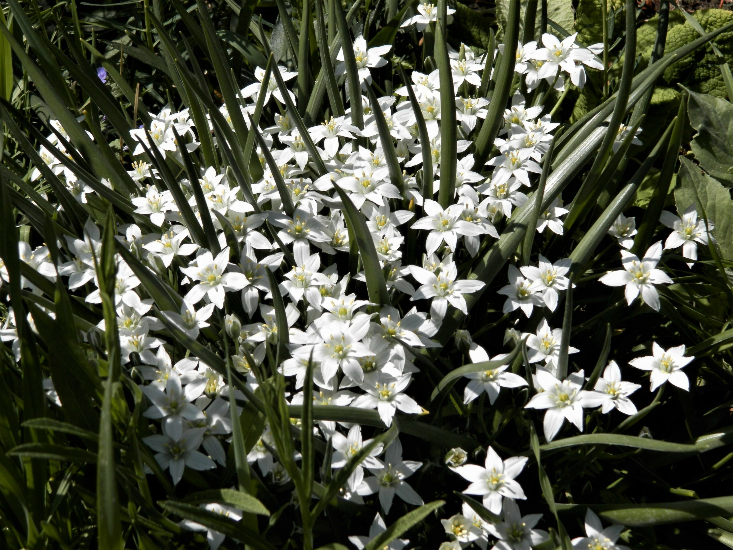 6411_ornithogalum_umbellatum_XS_002.jpeg