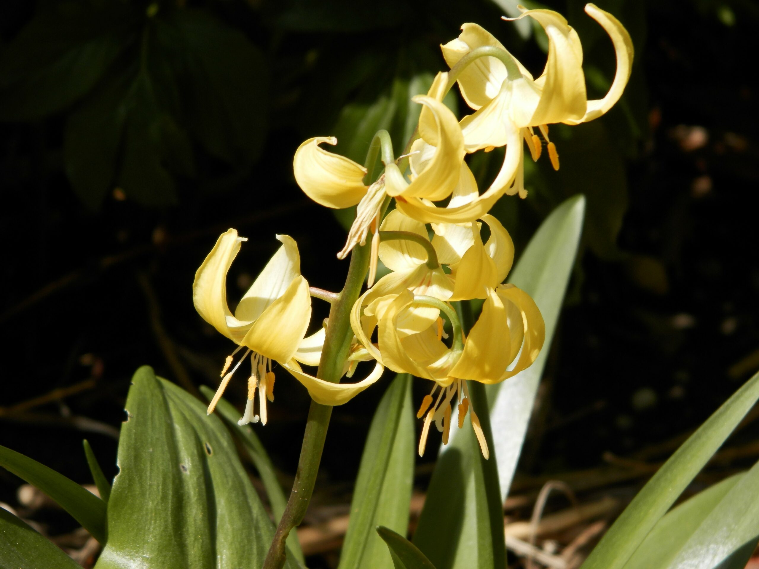1866_erythronium_cultorum_pagoda_XS_004.jpeg