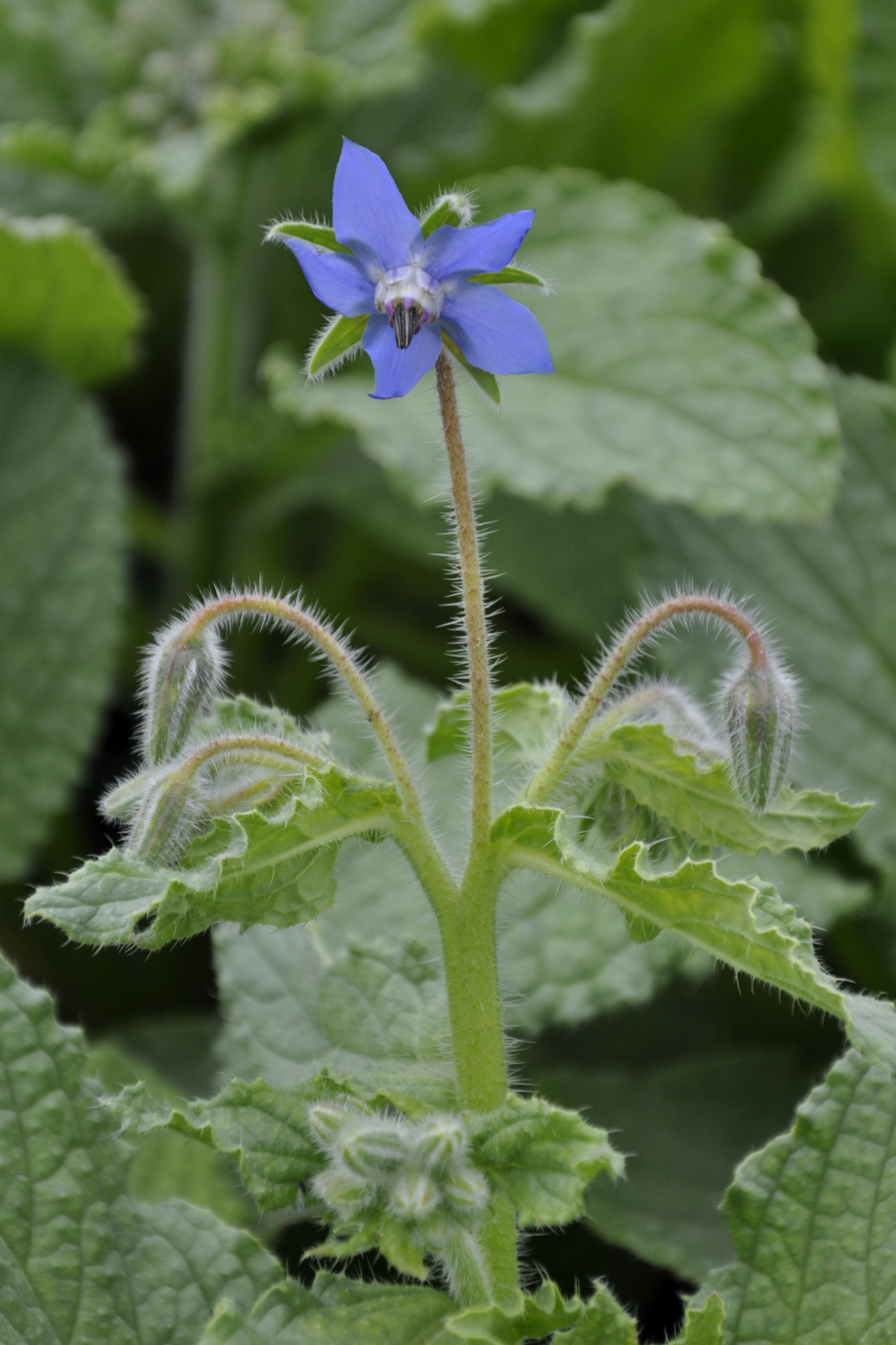 10273_borago_officinalis_BG_004.jpg