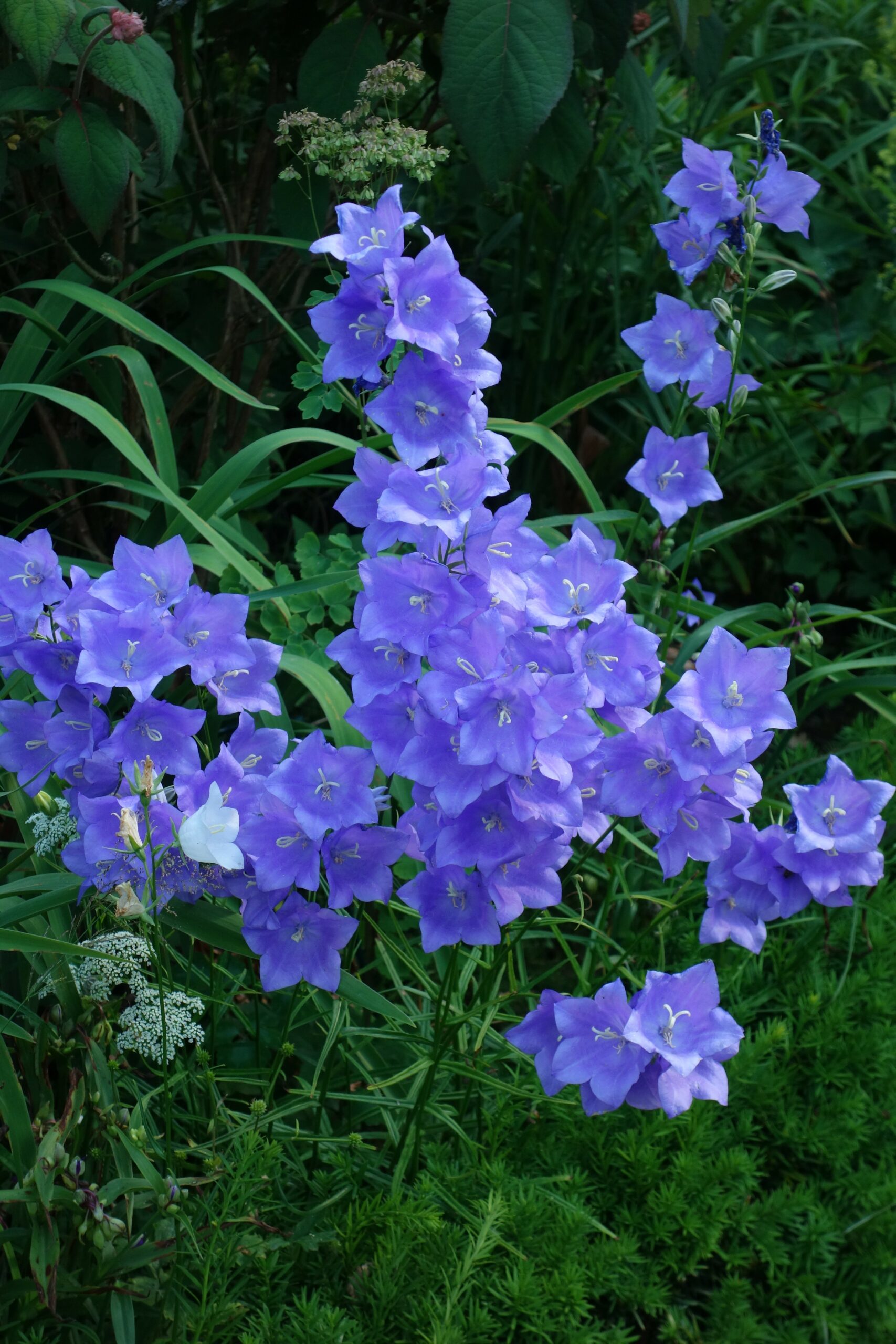 1075_campanula_persicifolia_grandiflora_coerulea_SS_001.jpeg