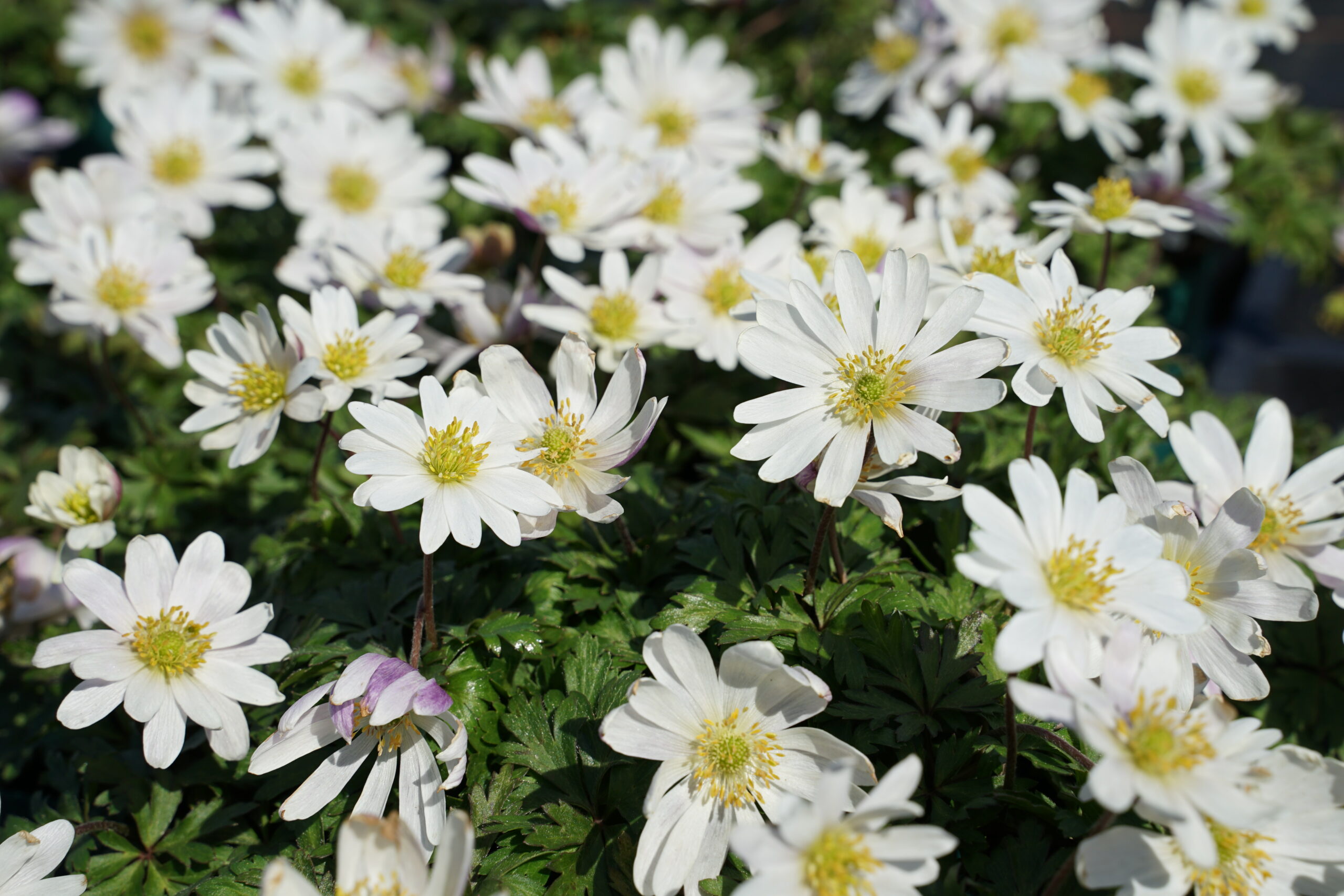 10872_anemone_blanda_white_splendour_SS_006.jpg