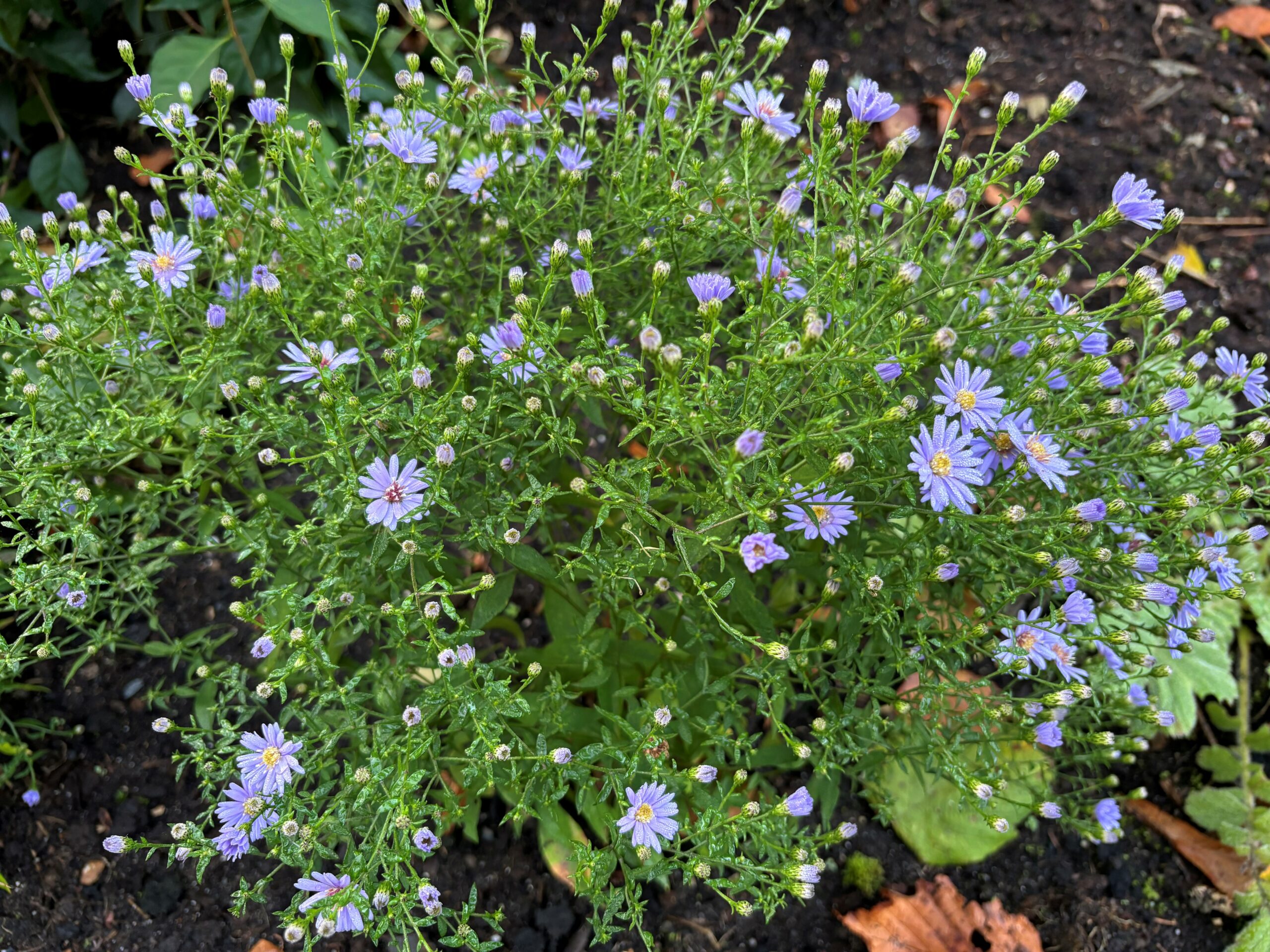 10948_aster_cordifolius_little_carlow_SS_003.jpg