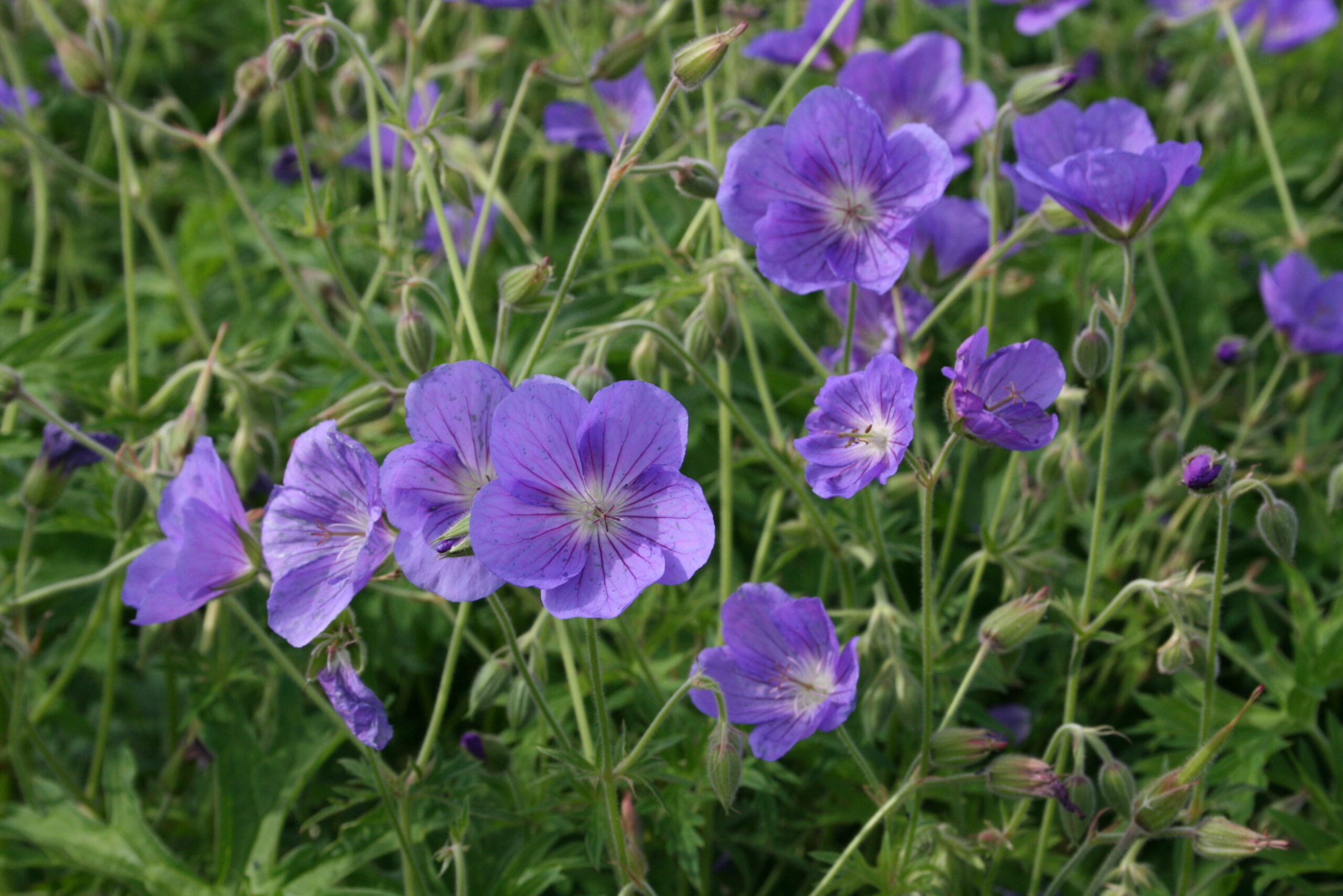 11147_geranium_pratense_orion_SS_002.jpg