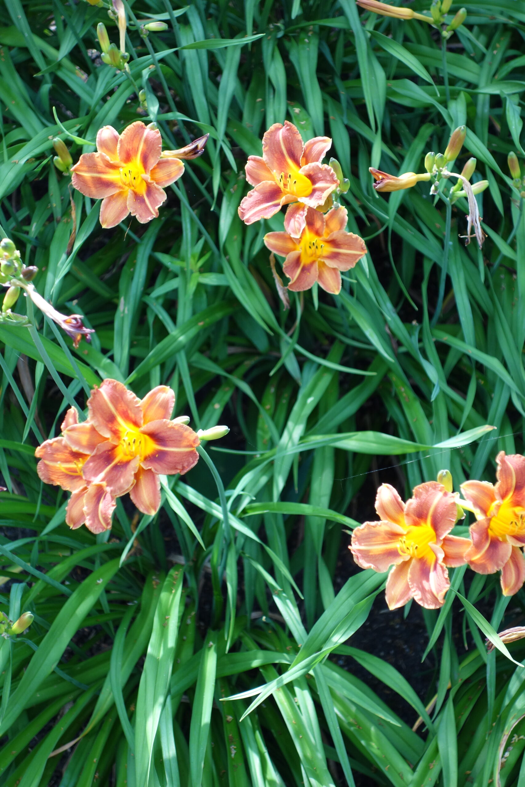 11196_hemerocallis_cultorum_pfennigparade_SS_002.jpg