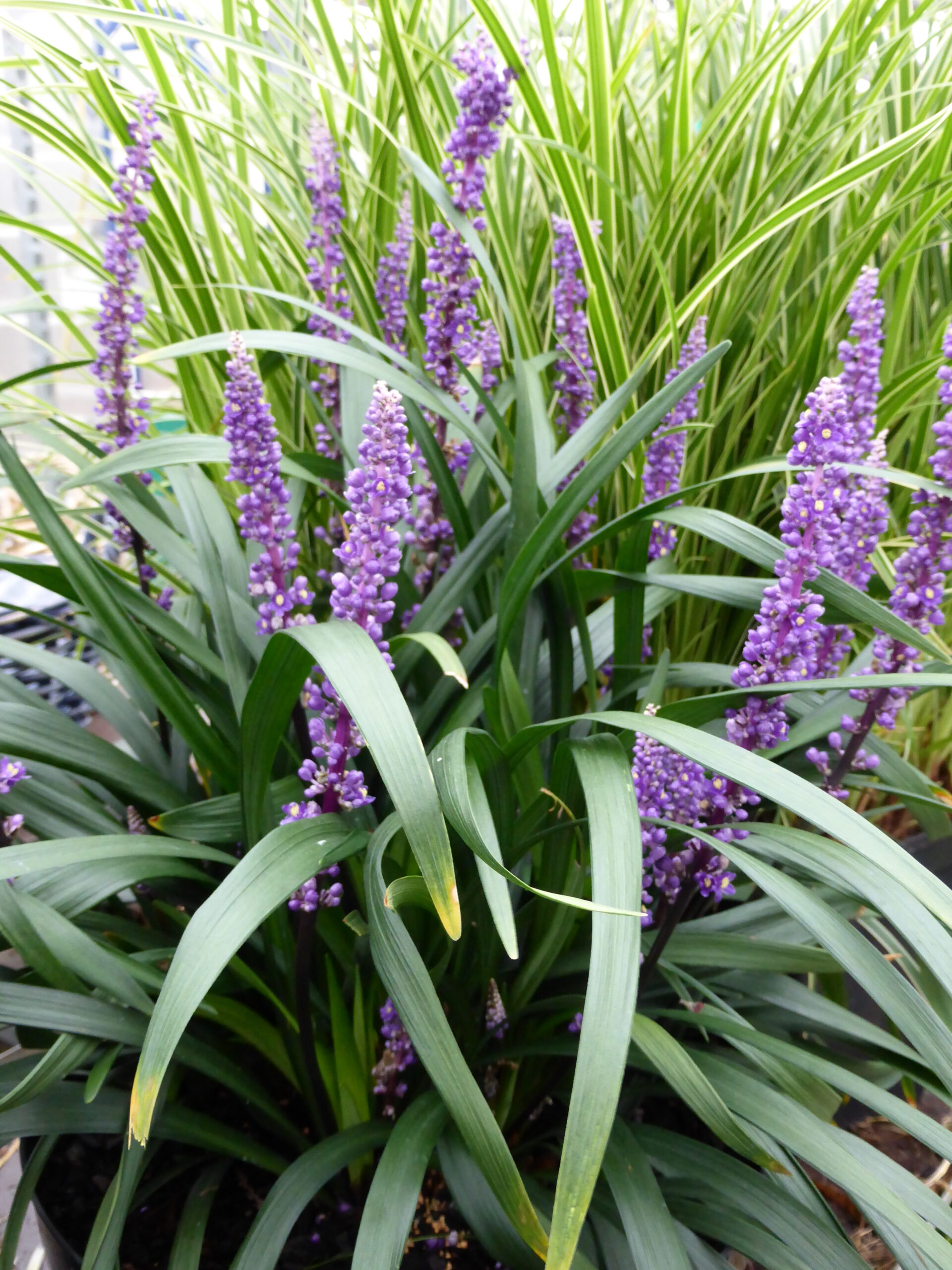 11276_liriope_muscari_royal_purple_SS_002.jpg