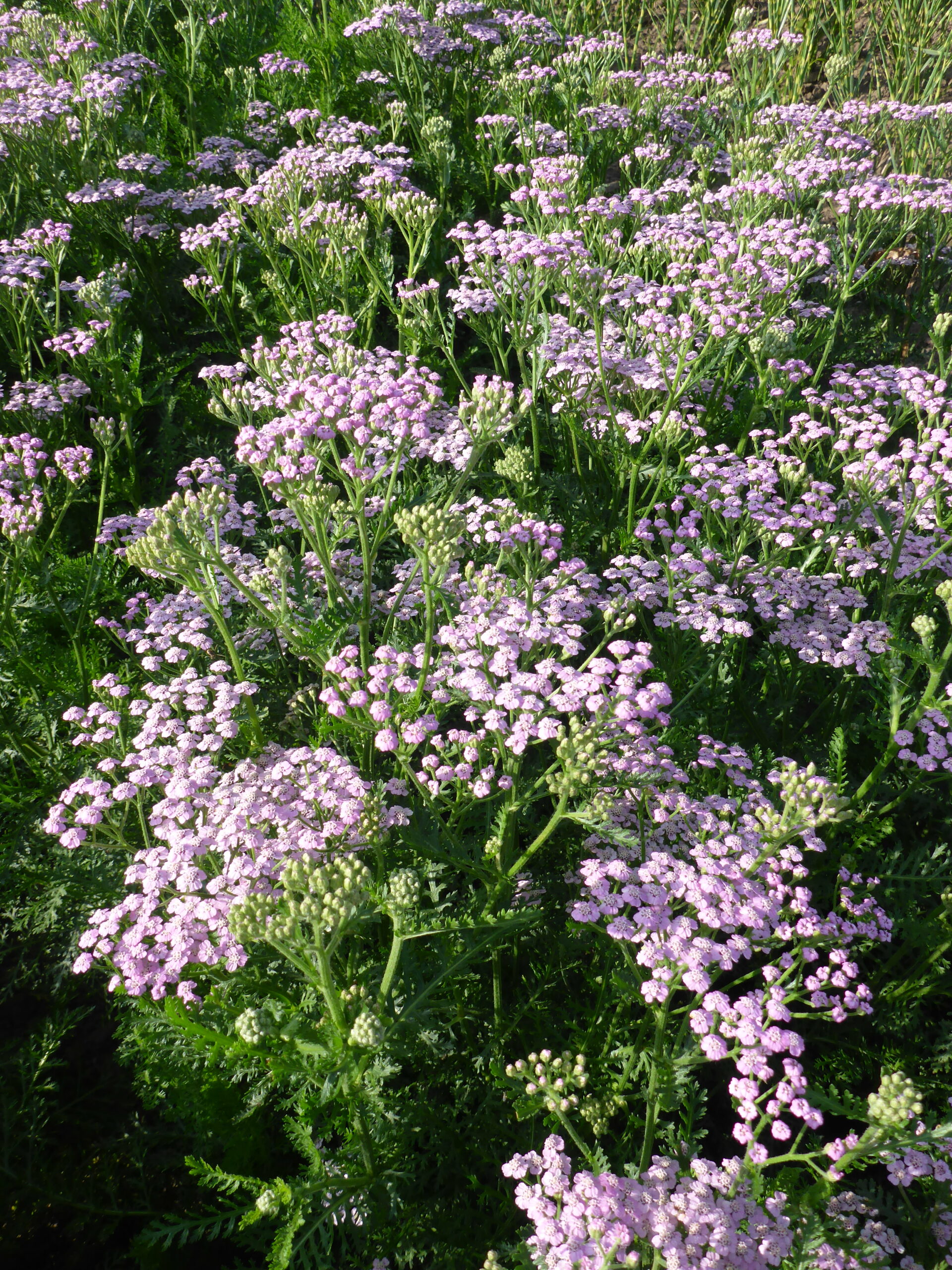12294_achillea_millef_lilac_beauty_SS_003.jpg
