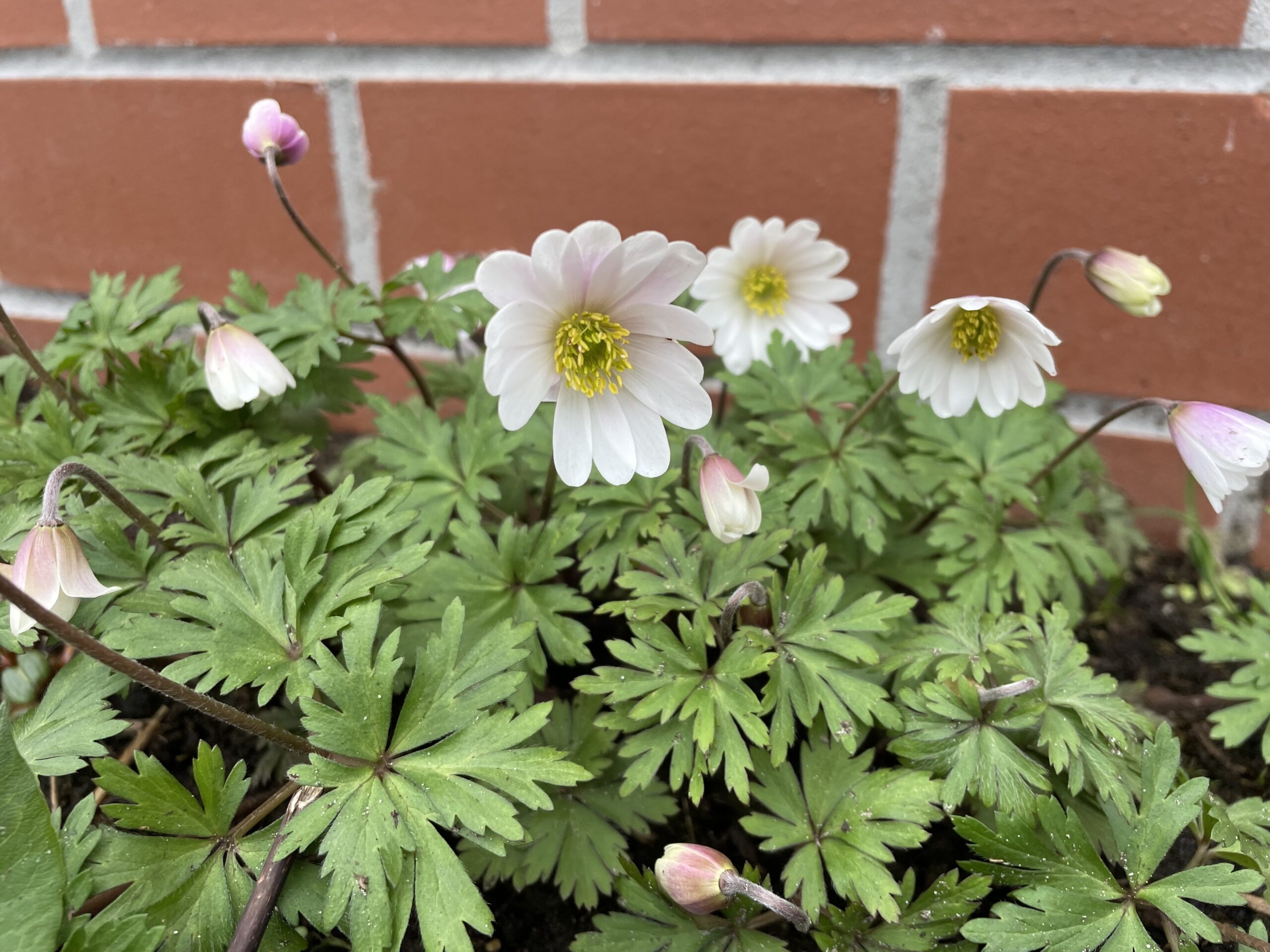 12327_anemone_blanda_white_splendour_SS_007.jpg