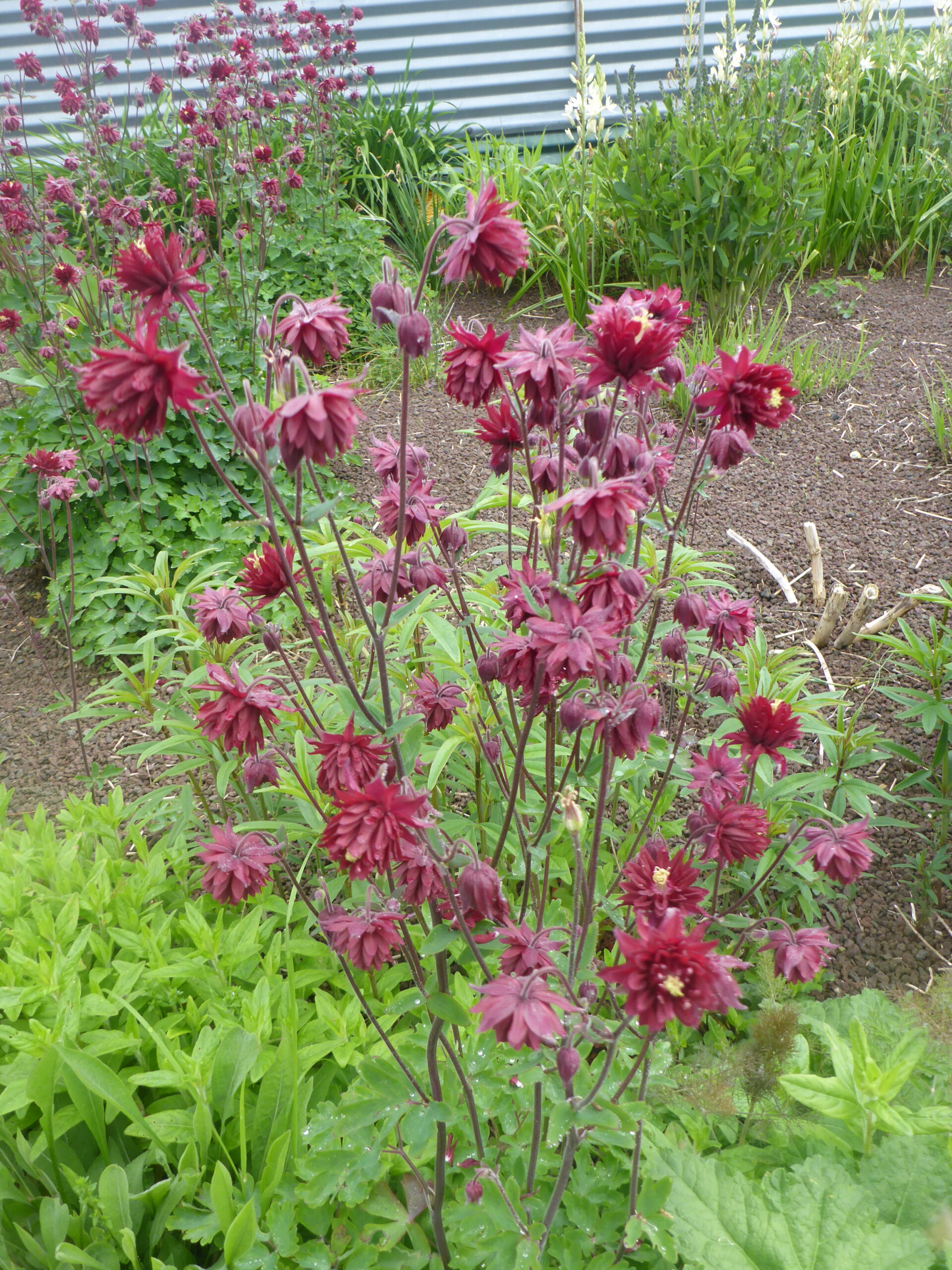 12335_aquilegia_cult_bordeaux_barlow_SS_003.jpg