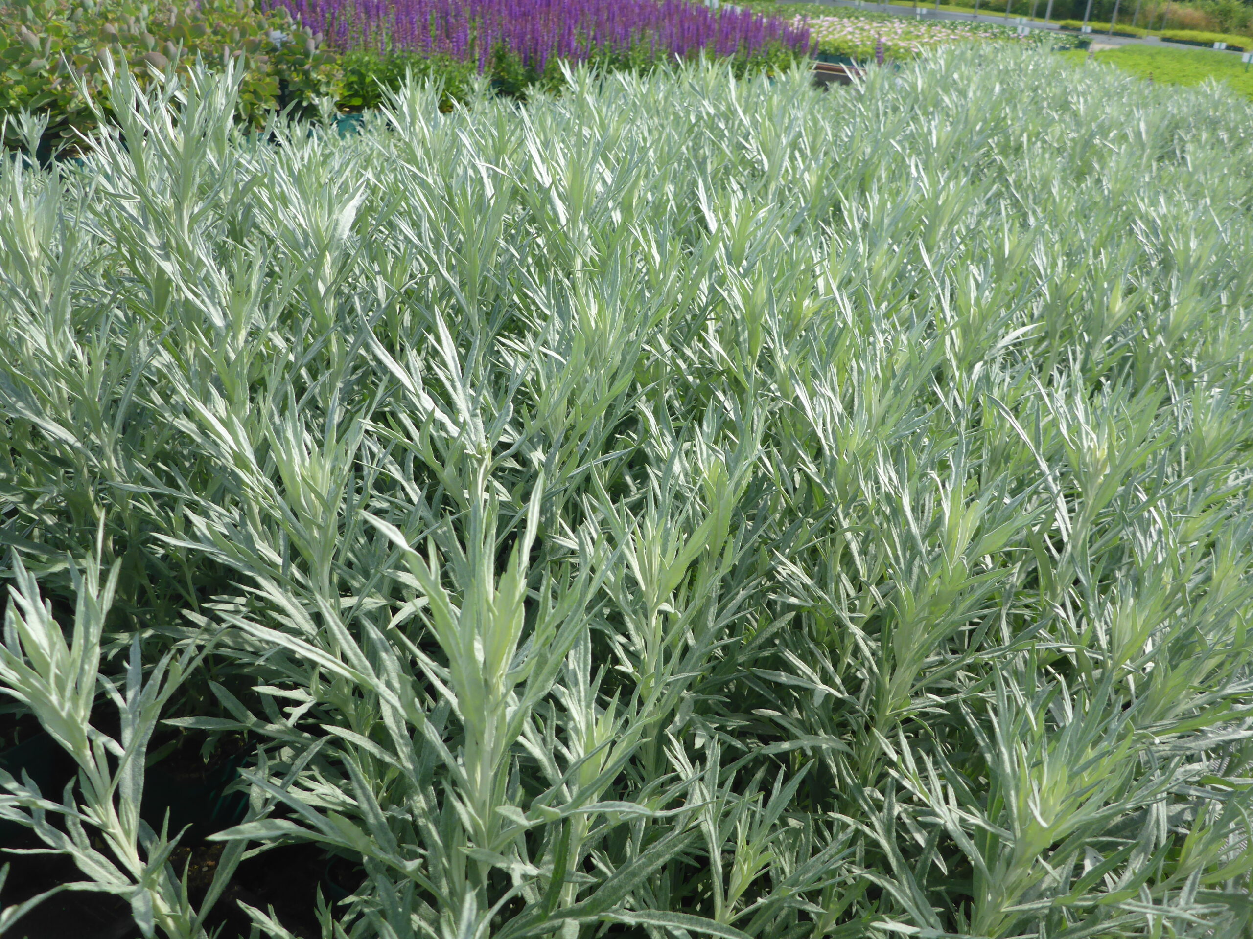 12343_artemisia_ludoviciana_silver_queen_SS_004.jpg