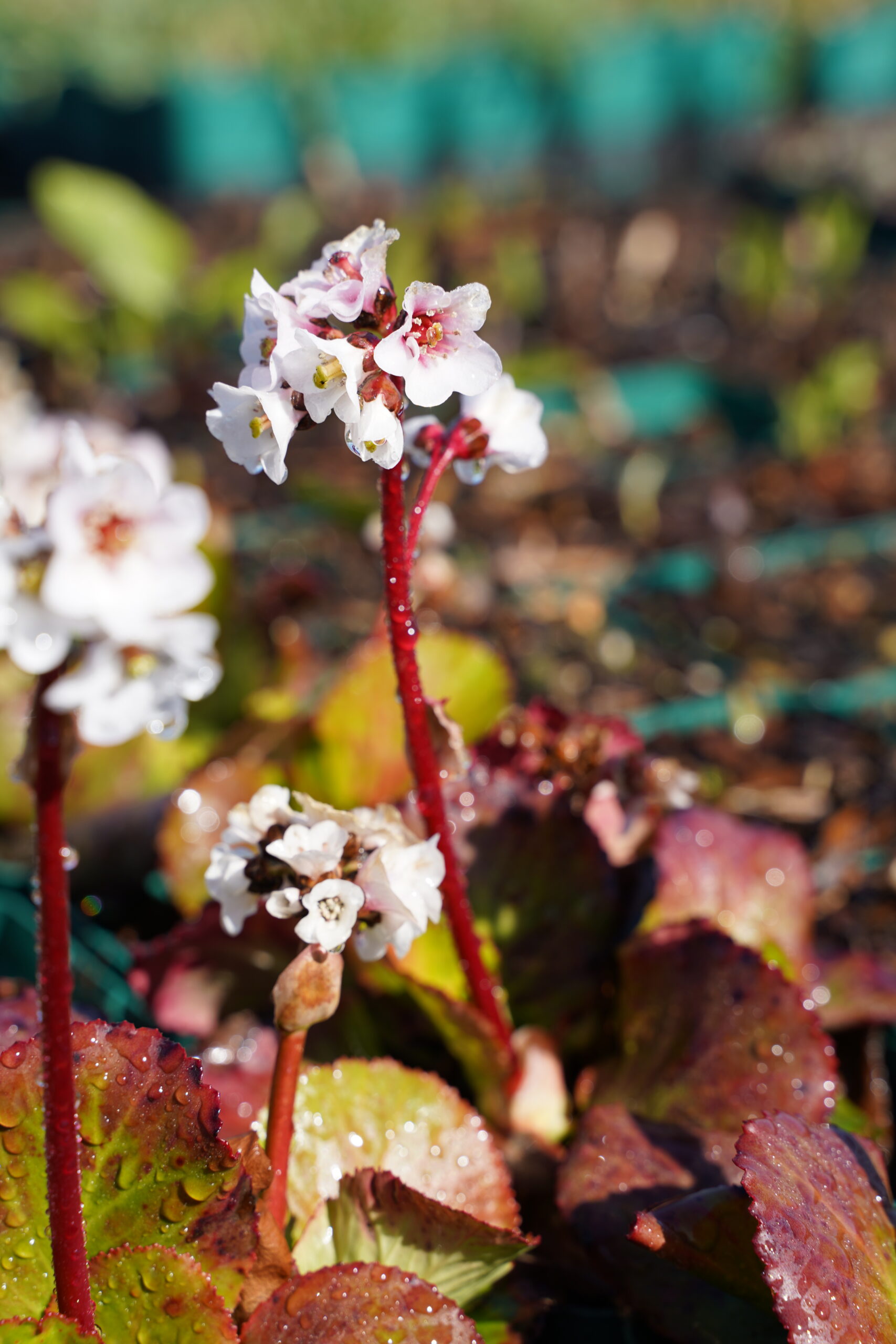 12377_bergenia_cordifolia_jelle_SS_003.jpg