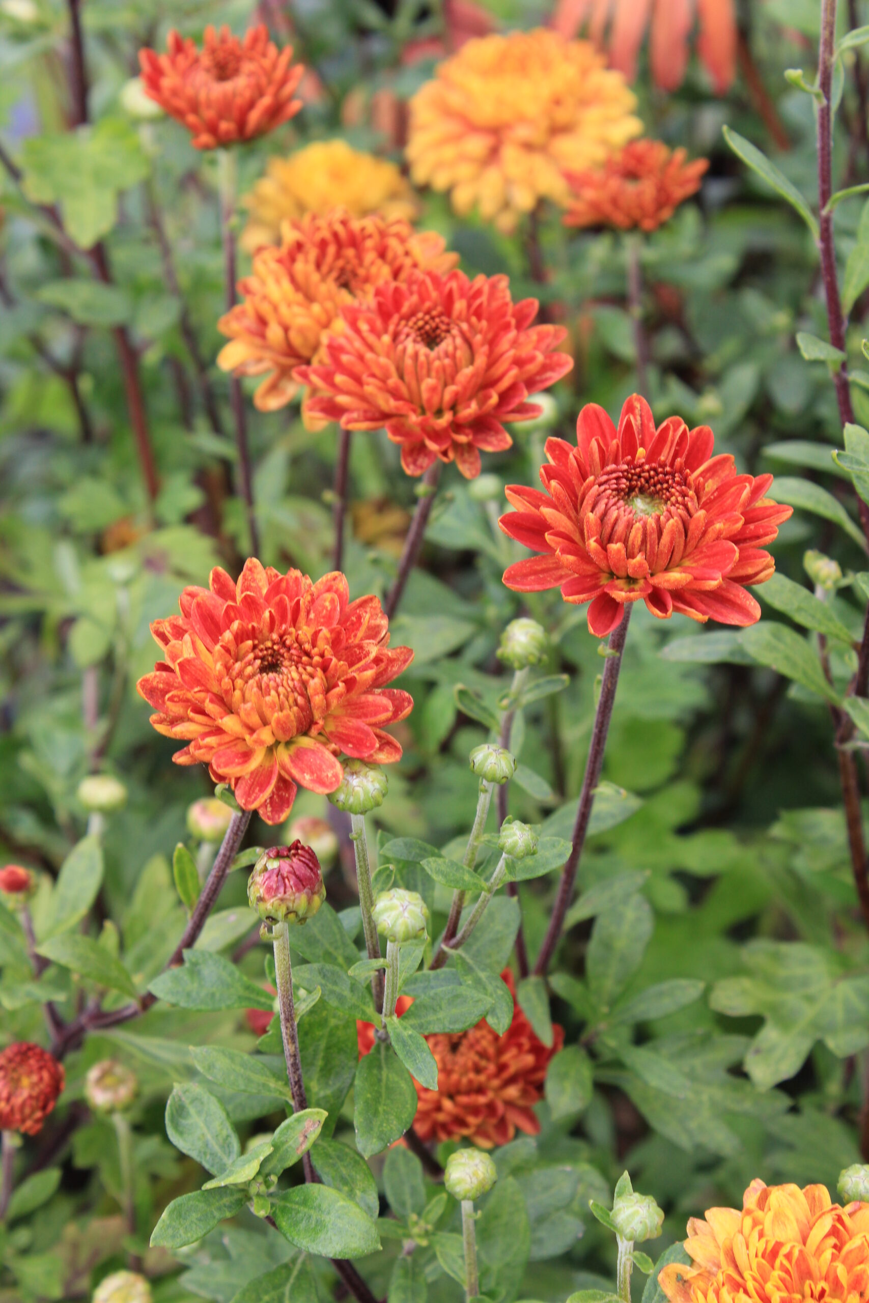 1243_chrysanthemum_hortorum_brockenfeuer_SS_002.jpeg