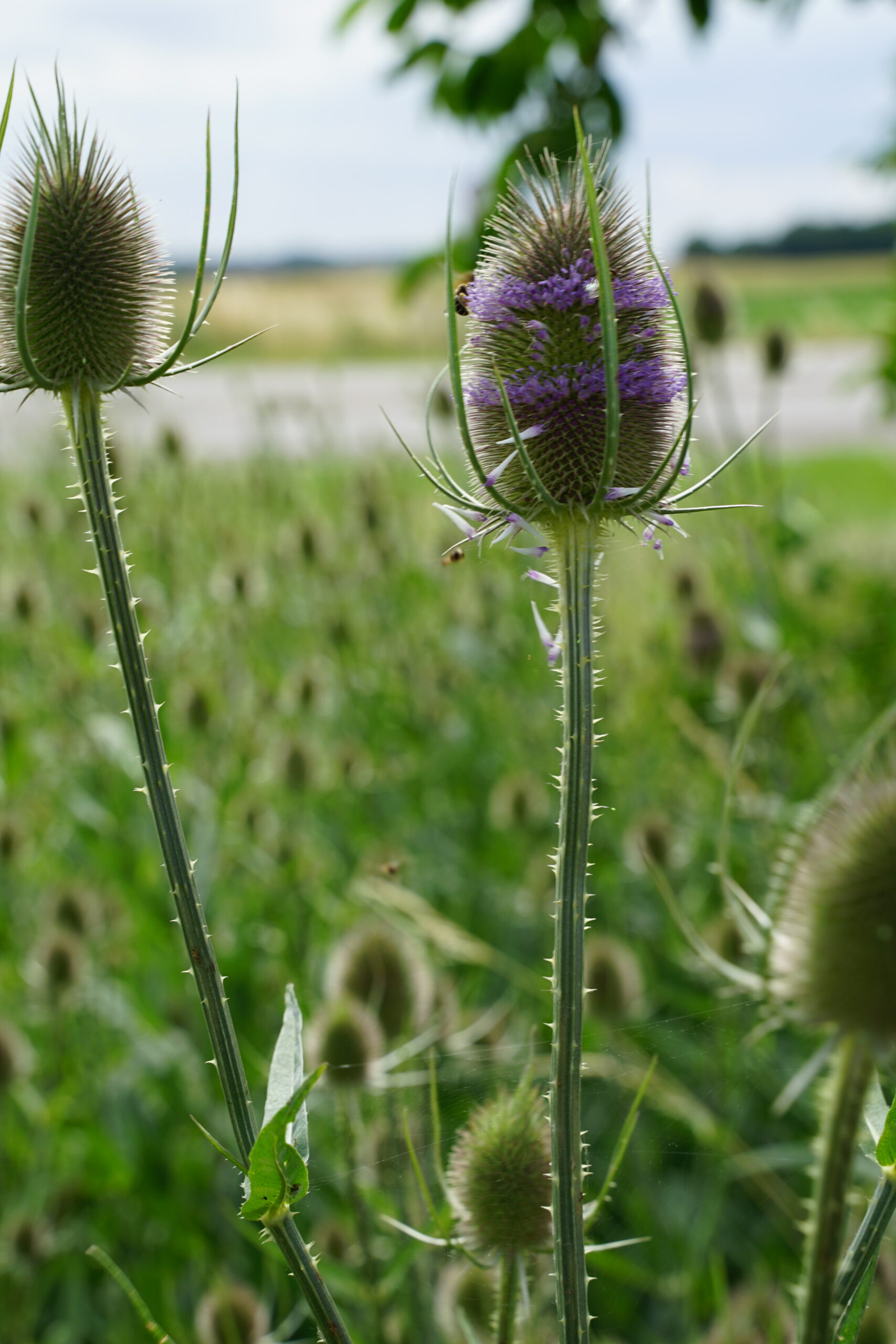 12446_dipsacus_fullonum_SS_006.jpg