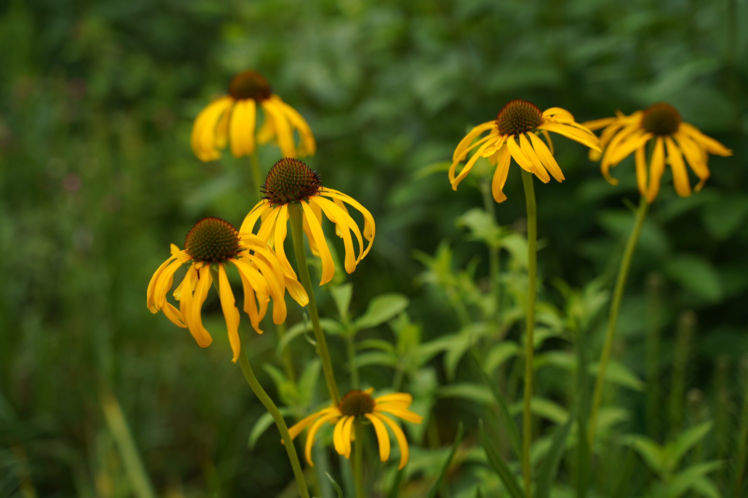 12449_echinacea_paradoxa_SS_003.jpg