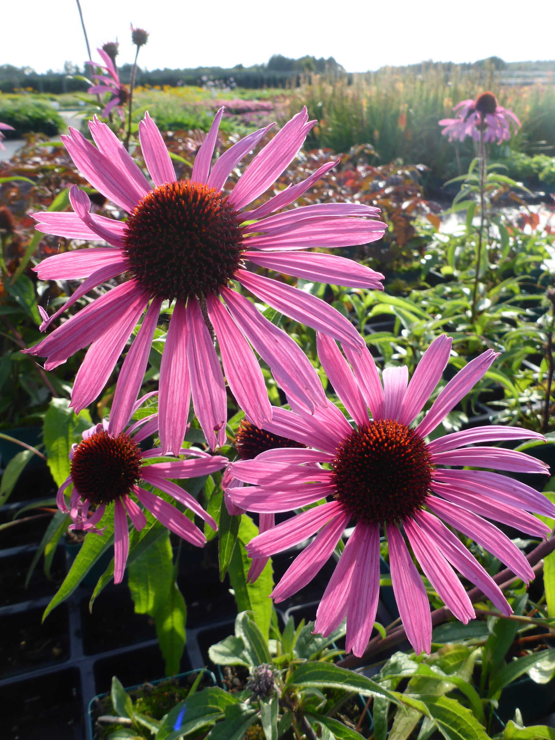 12450_echinacea_purpurea_augustkonigin_SS_003.jpg