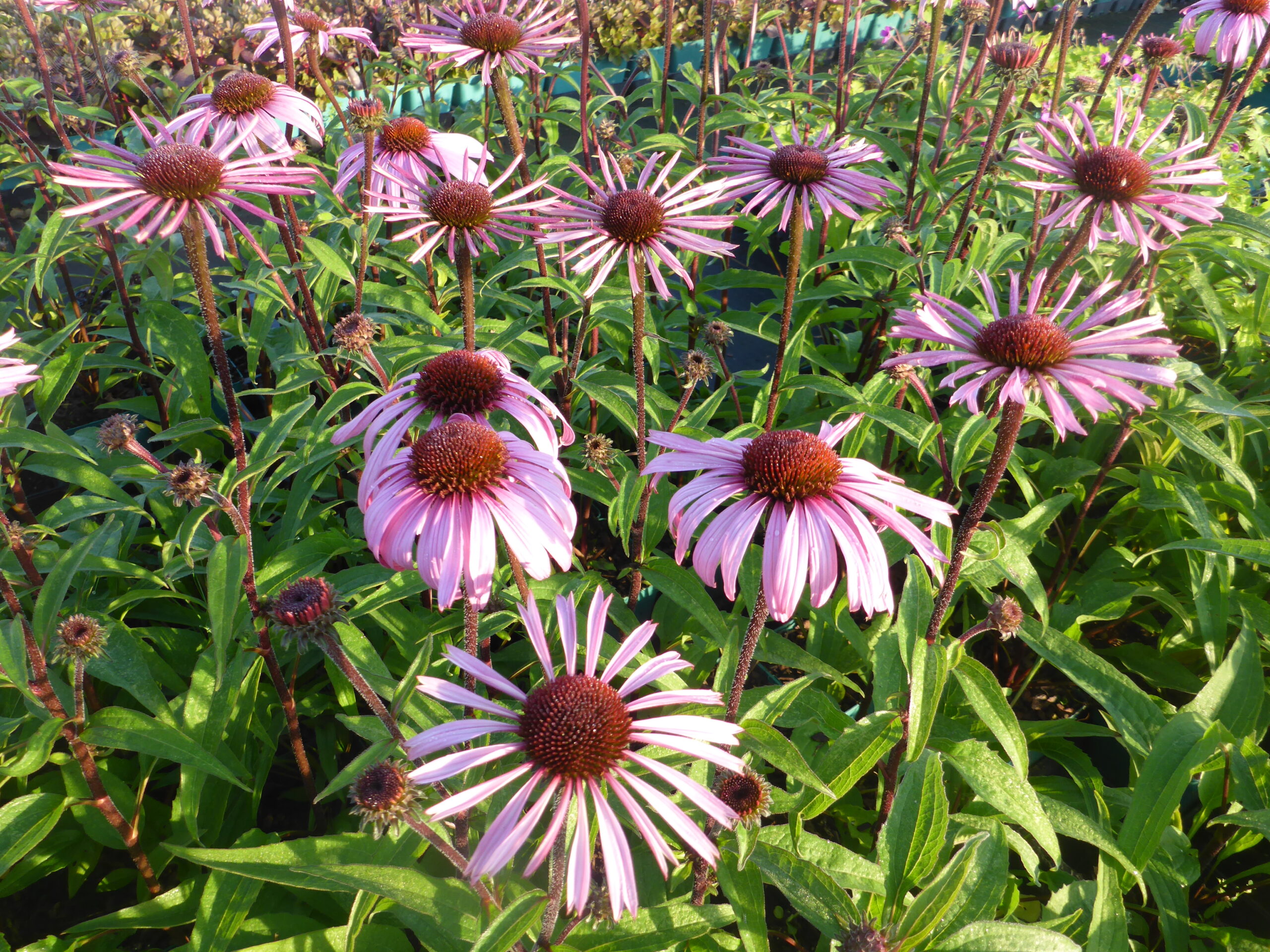 12451_echinacea_purpurea_augustkonigin_SS_004.jpg