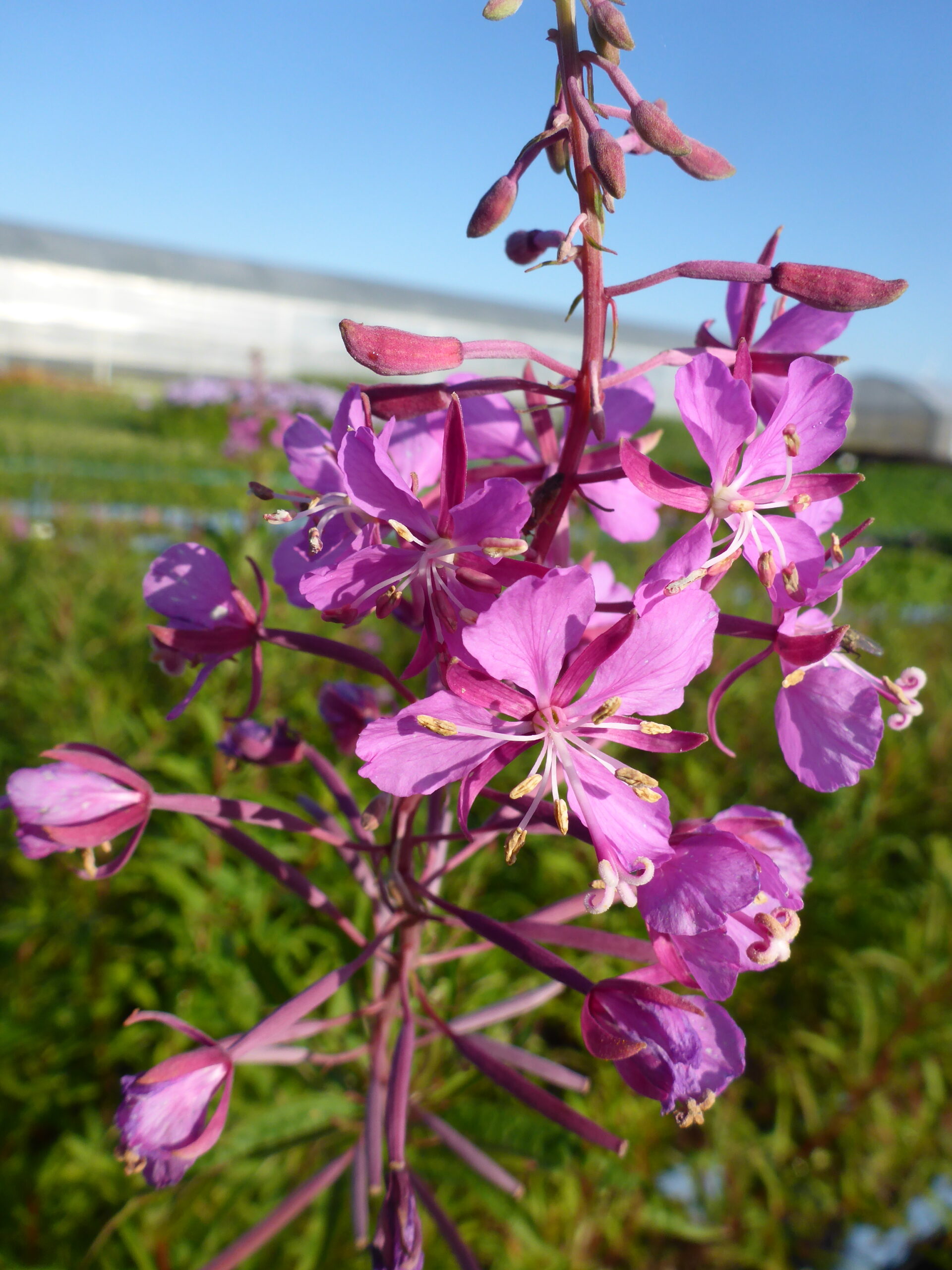 12459_epilobium_angustifolium_SS_002.jpg