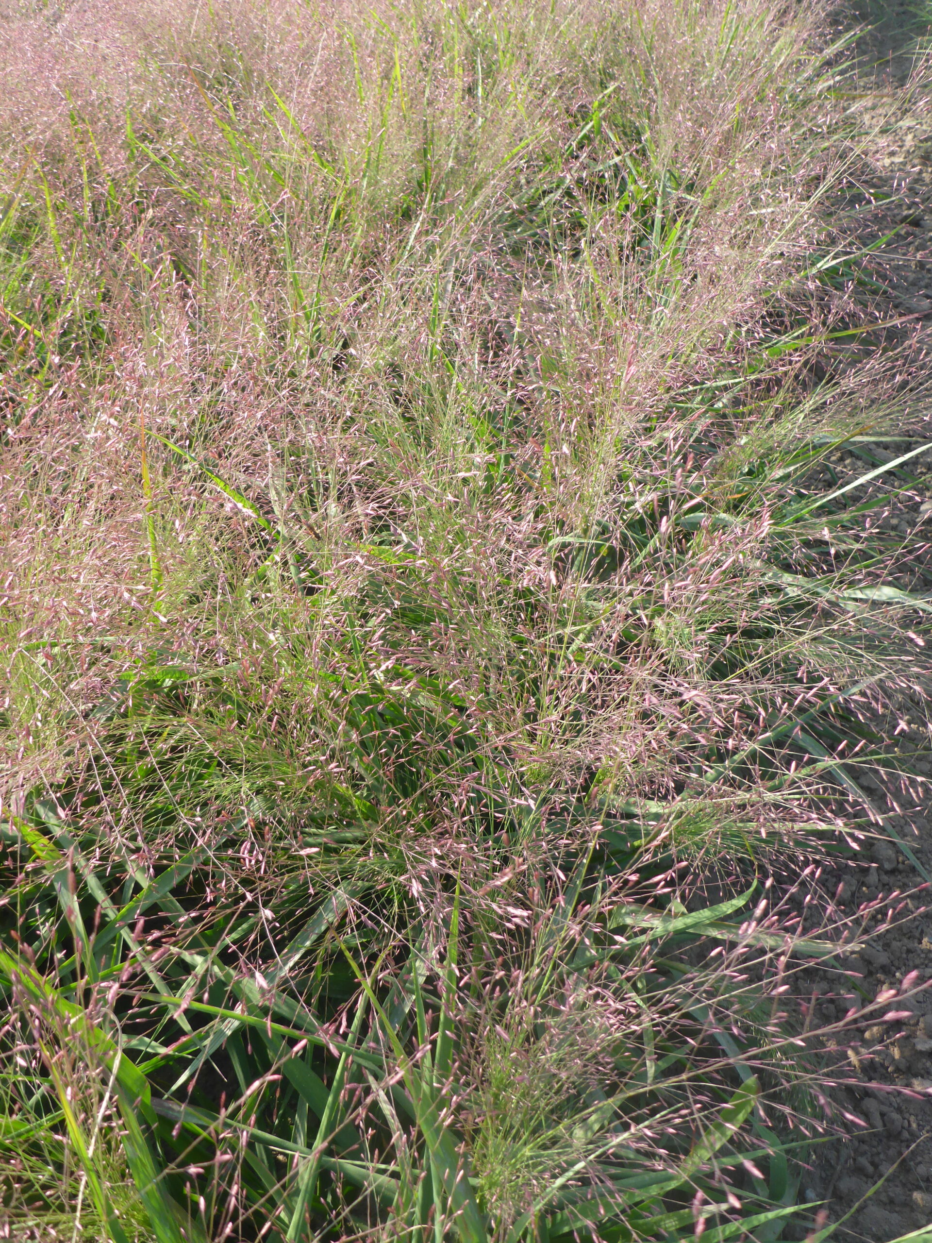 12474_eragrostis_spectabilis_SS_003.jpg