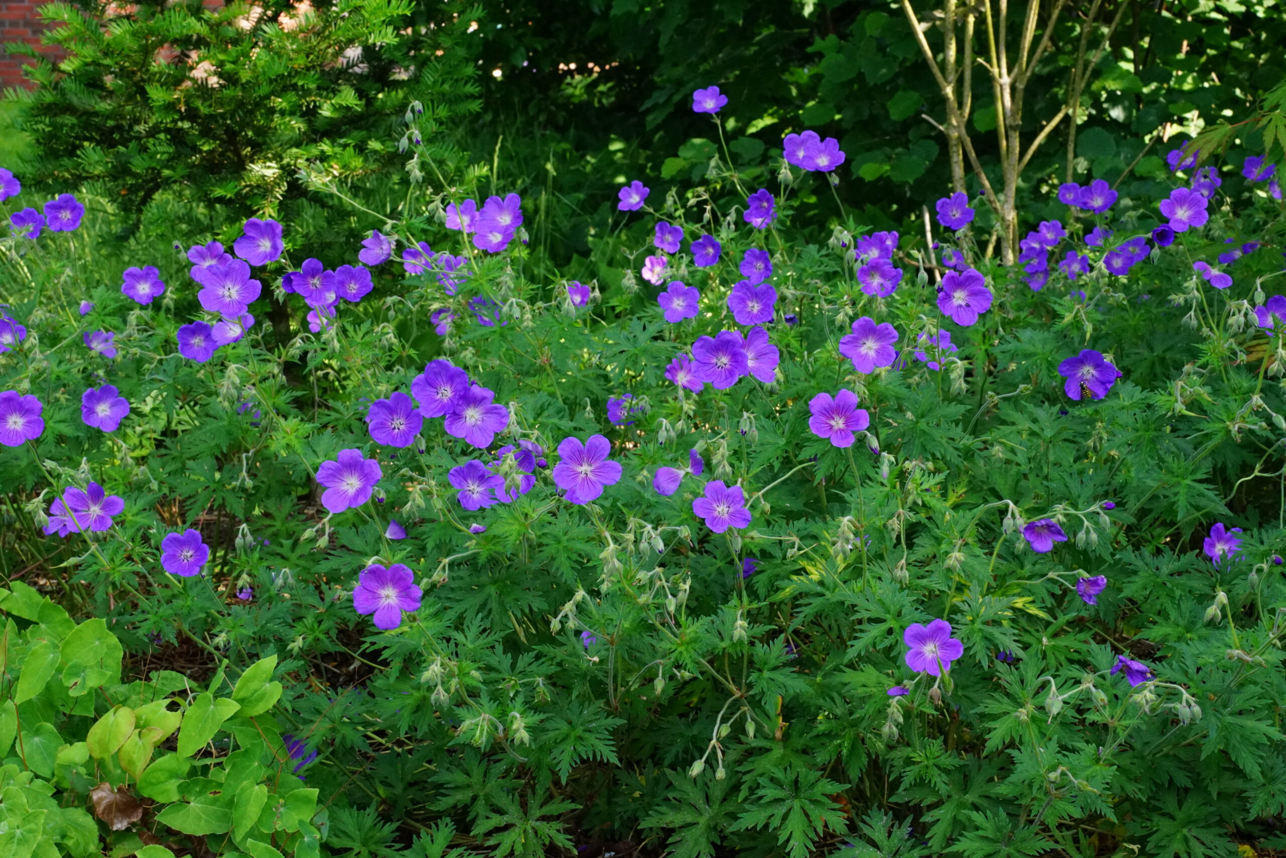 12509_geranium_pratense_orion_SS_003.jpg