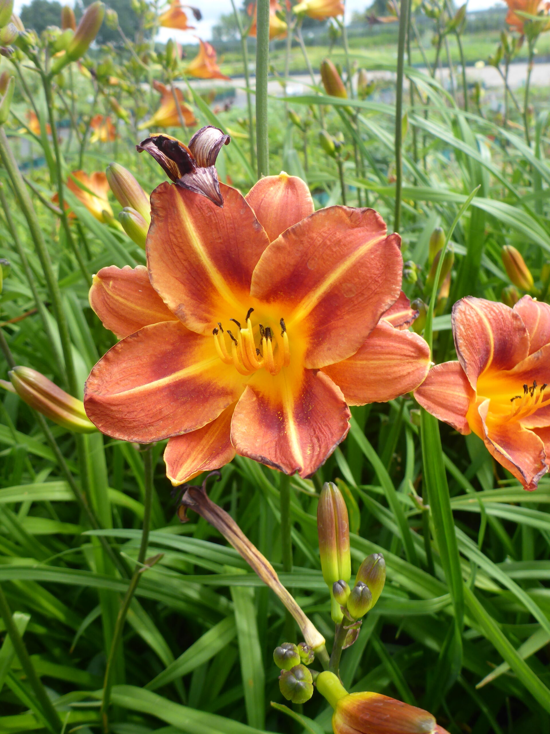 12540_hemerocallis_cult_pfennigparade_SS_003.jpg