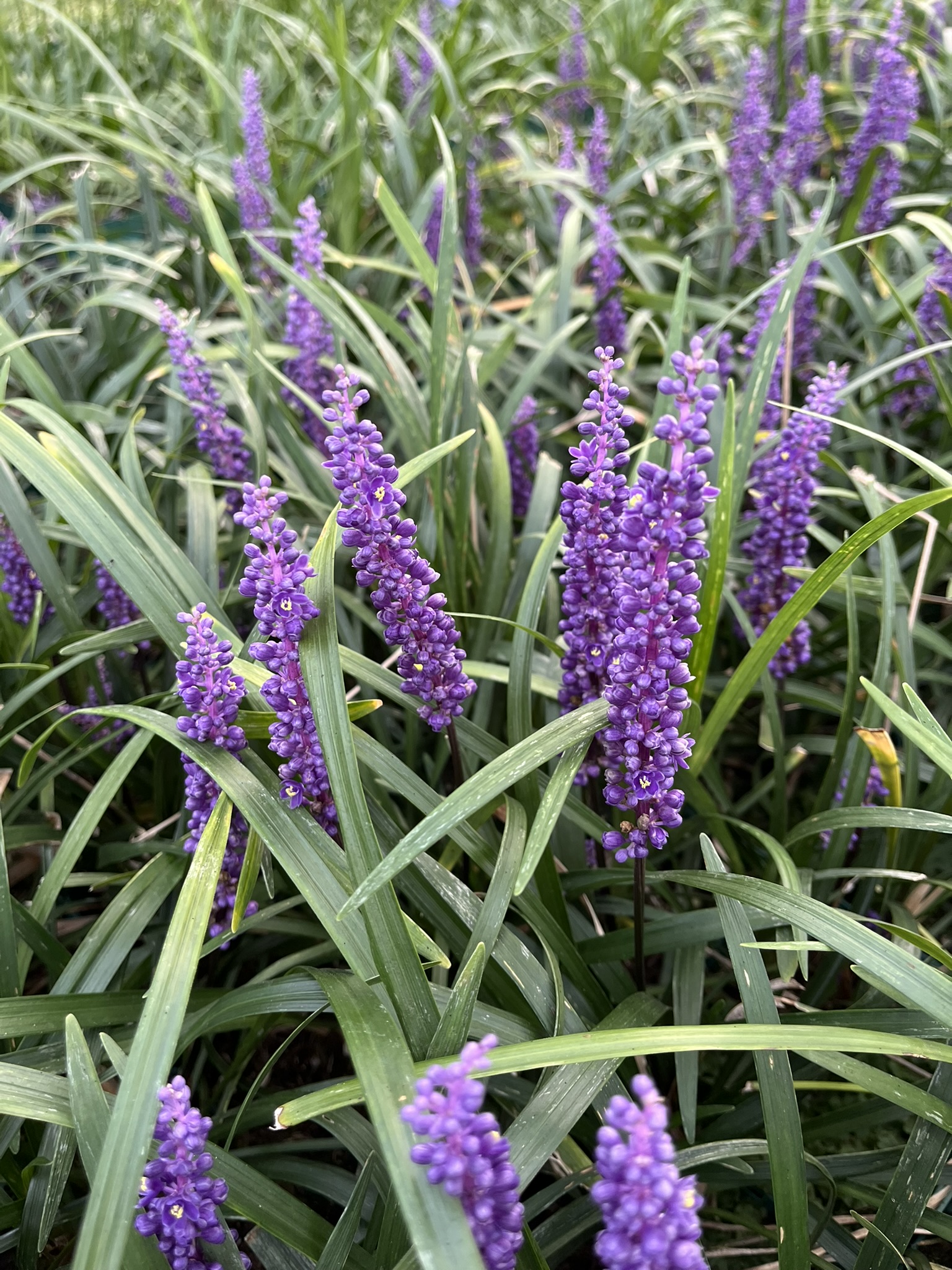 12591_liriope_muscari_royal_purple_SS_003.jpg