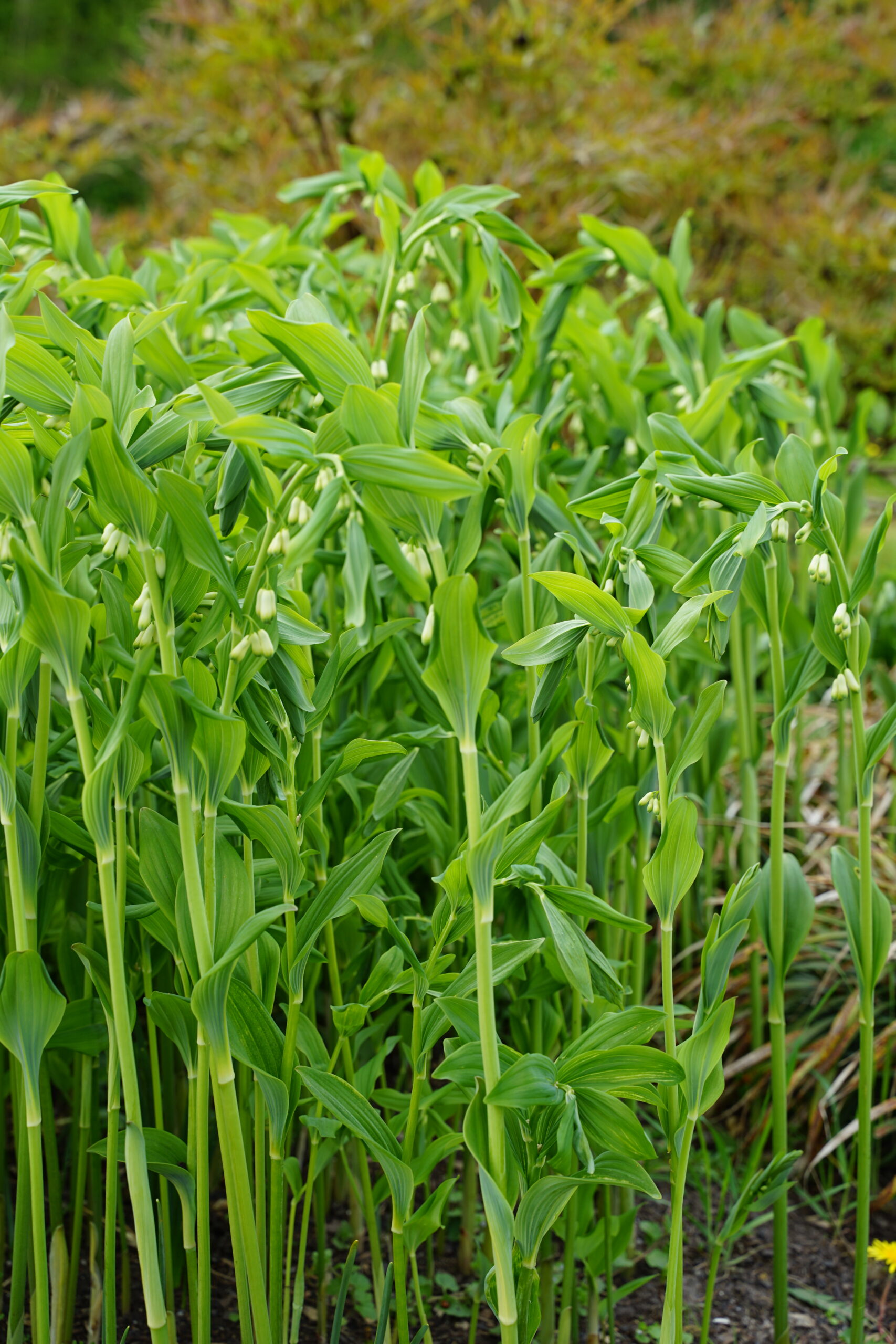 12646_polygonatum_biflorum_commutatum_SS_006.jpg