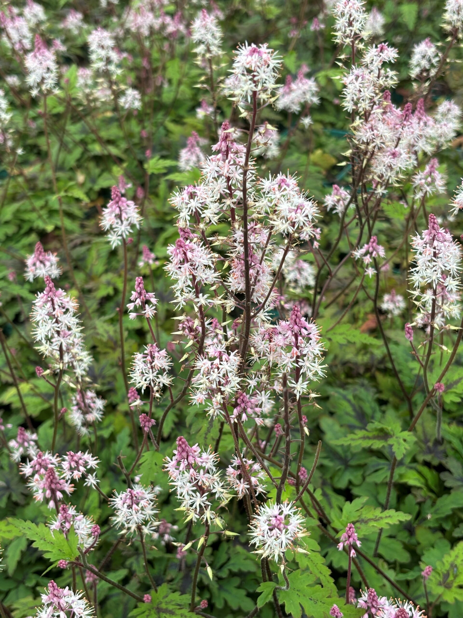 12743_tiarella_laciniata_angel_wings_SS_005.jpg
