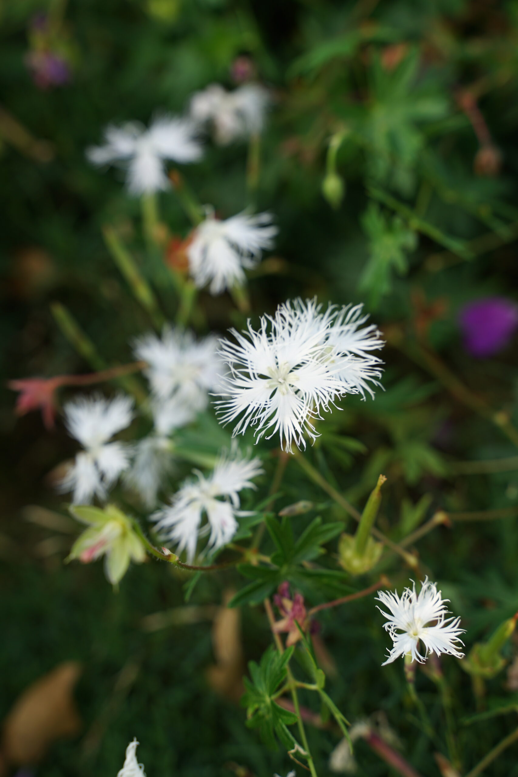 1493_dianthus_arenarius_SS_001.jpeg