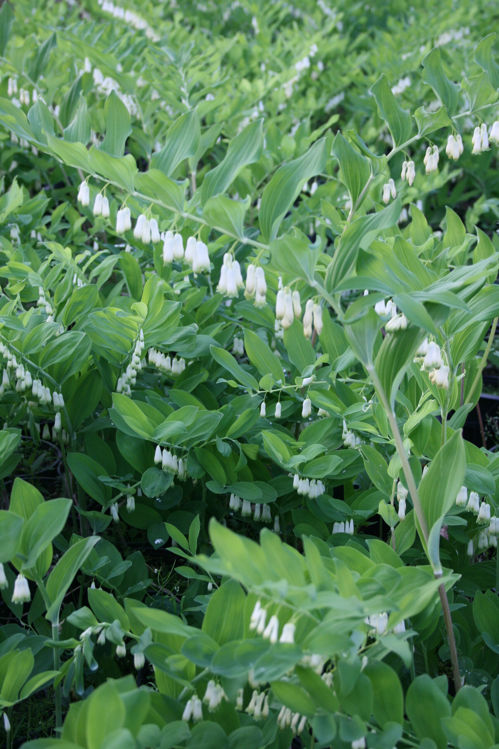 3799_polygonatum_biflorum_SS_001.jpeg