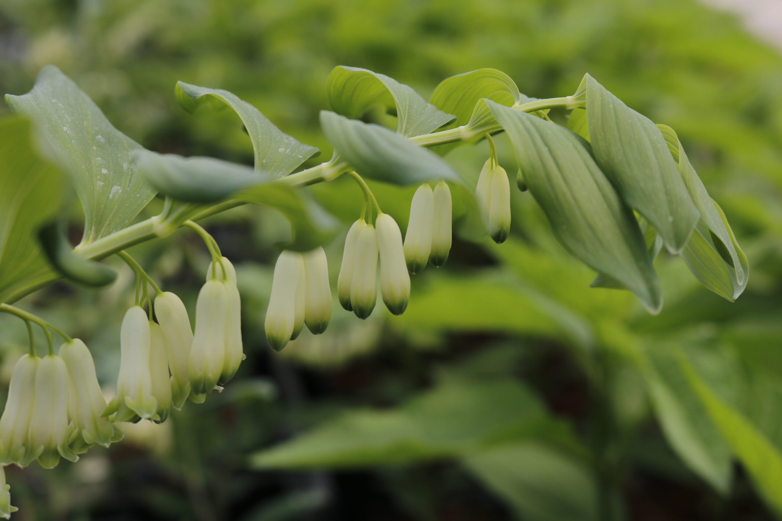 3801_polygonatum_biflorum_XS_003.jpeg