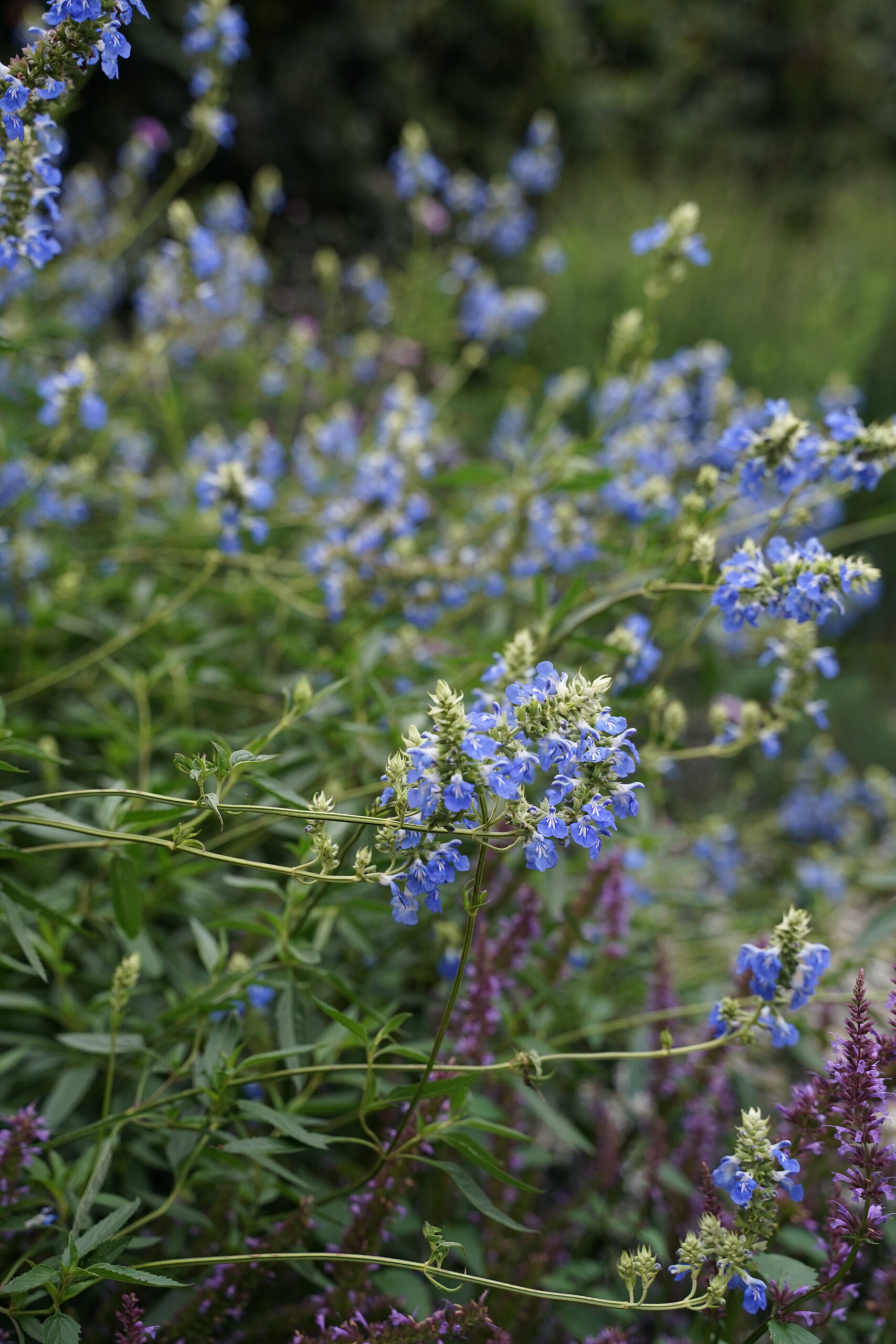 4085_salvia_uliginosa_SS_002.jpeg