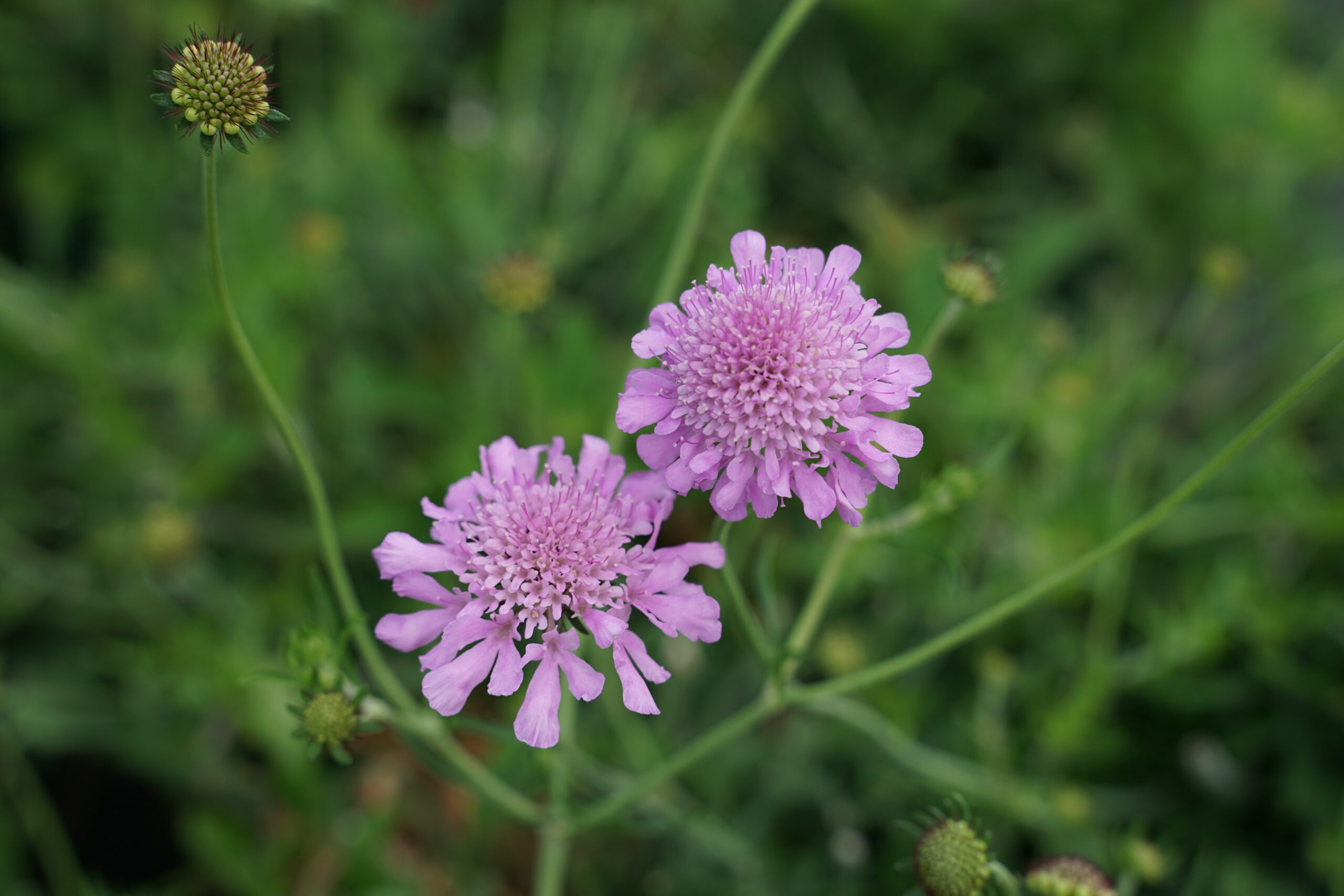 4191_scabiosa_columbaria_pink_mist_SS_001.jpeg